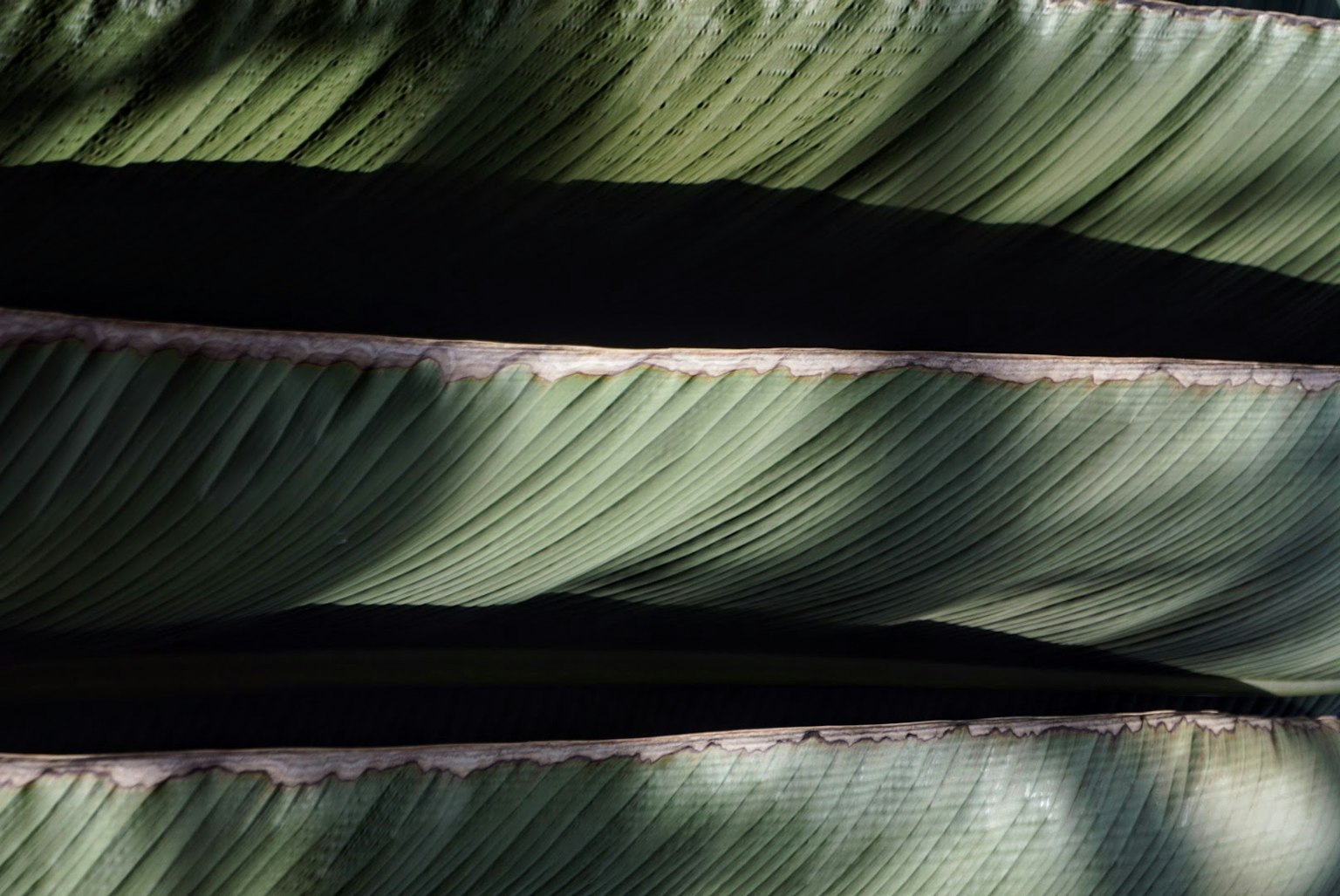 The image captures overlapping green fabric textures