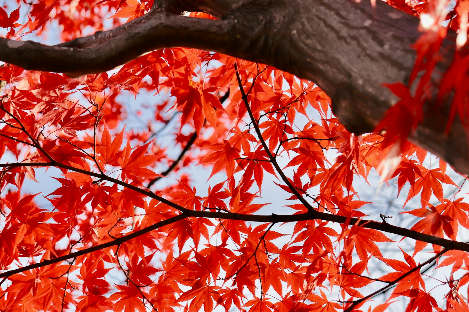Close-up of vibrant red maple leaves and branches