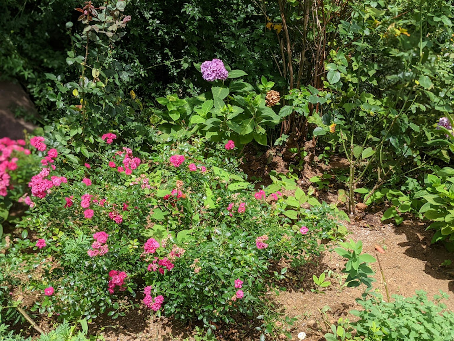 生動的花園場景 色彩繽紛的花朵 郁郁蔥蔥的綠植 和明亮的粉紅玫瑰