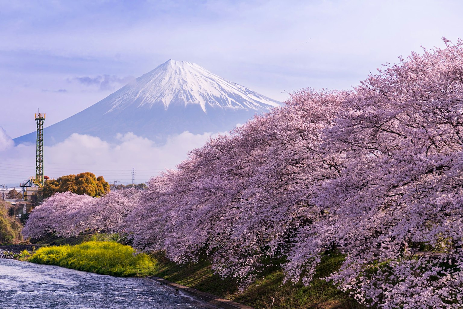 樱花树沿着河流与富士山背景