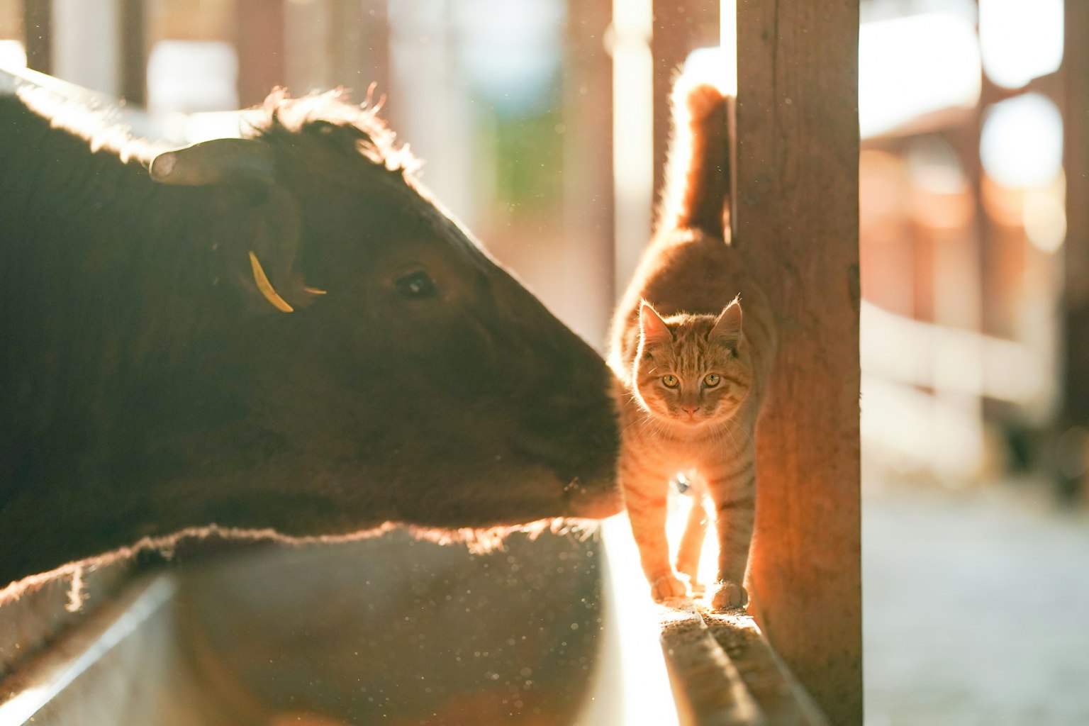 一头牛和一只猫在农场环境中互动