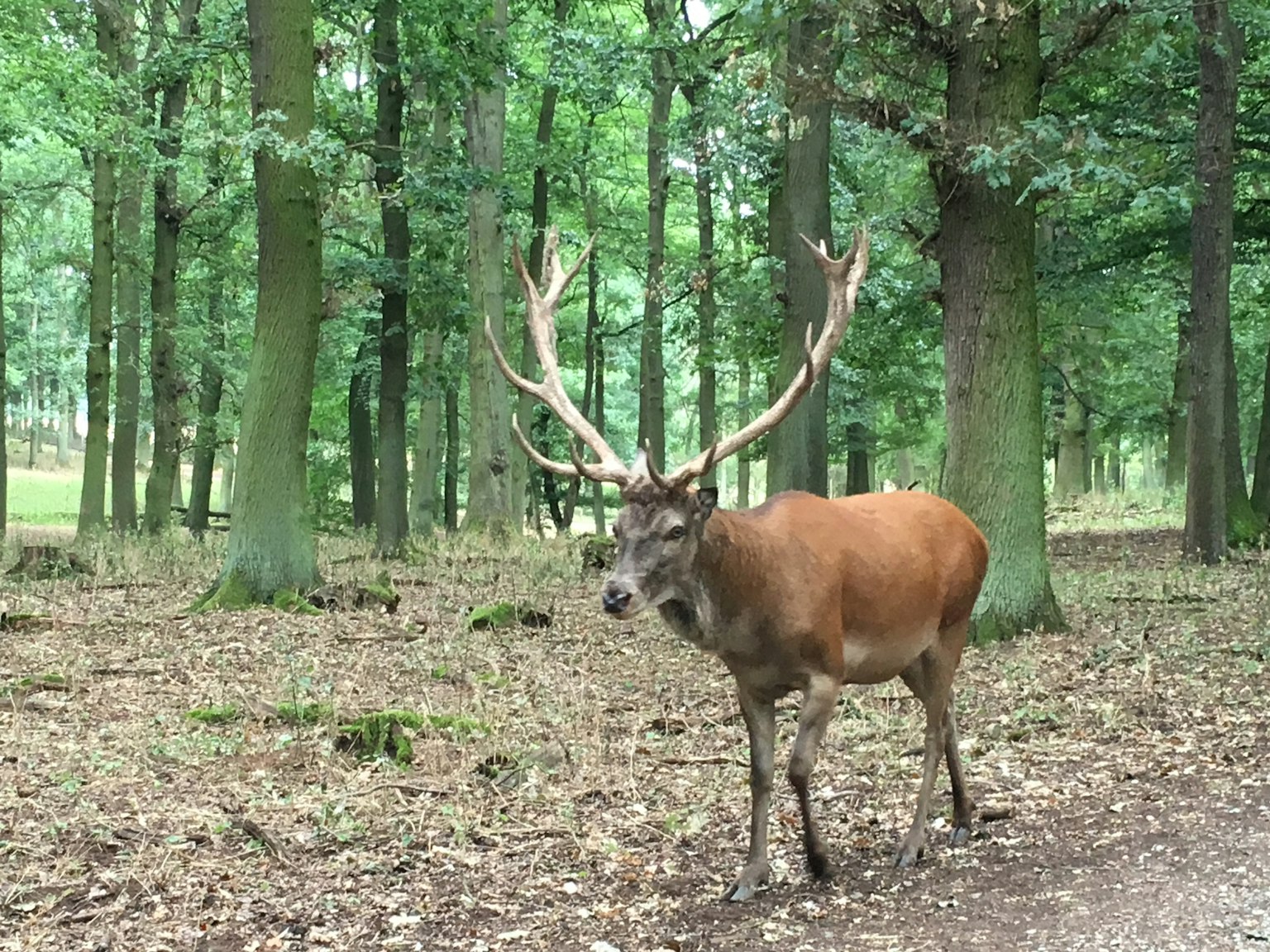 Un grande cervo con corna che cammina in una foresta