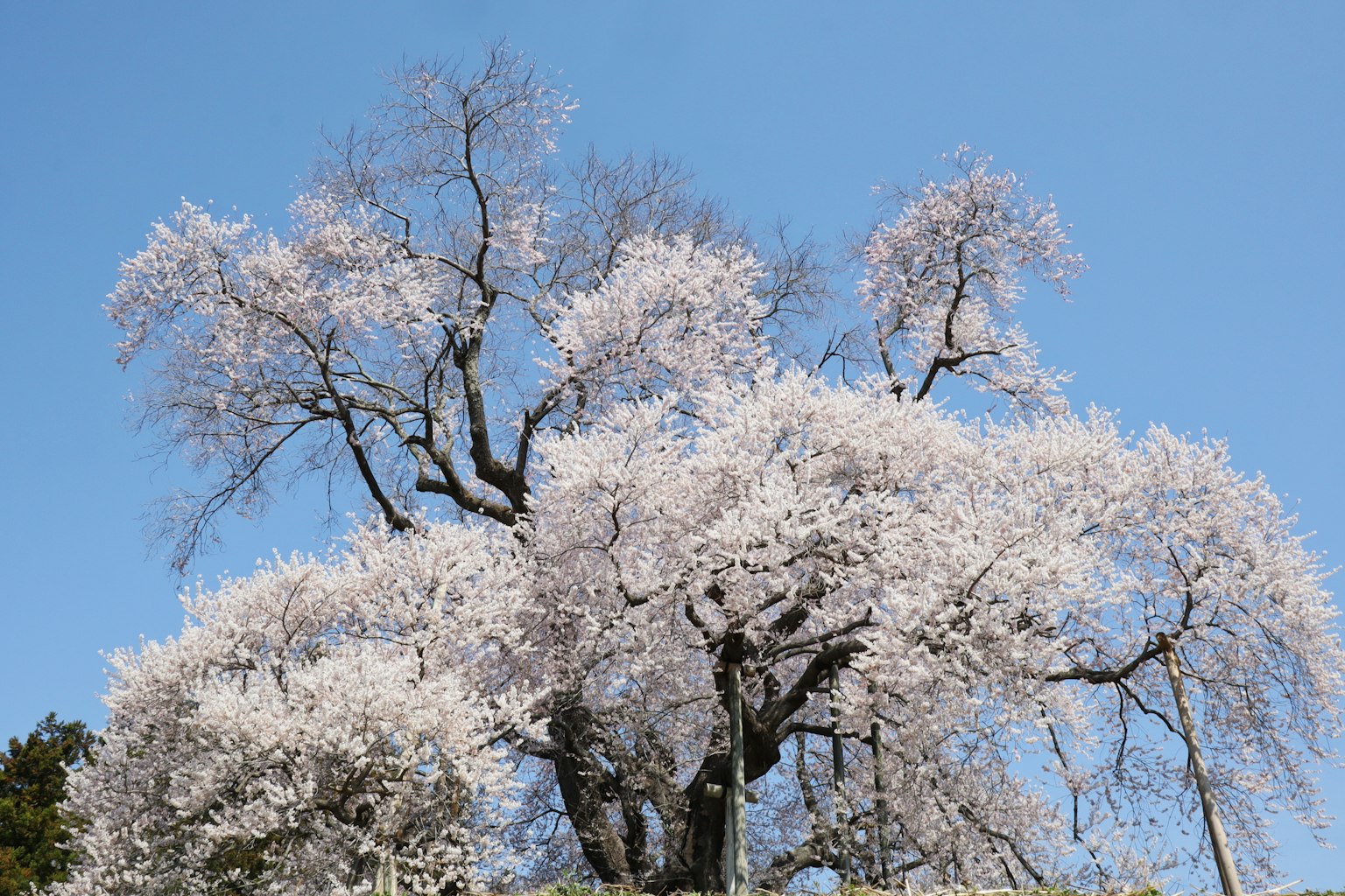 Bell'albero di ciliegio in fiore sotto un cielo blu