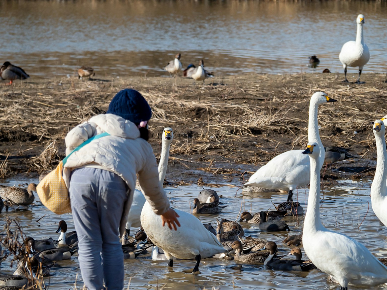 Enfant tendant la main vers des cygnes dans un marais