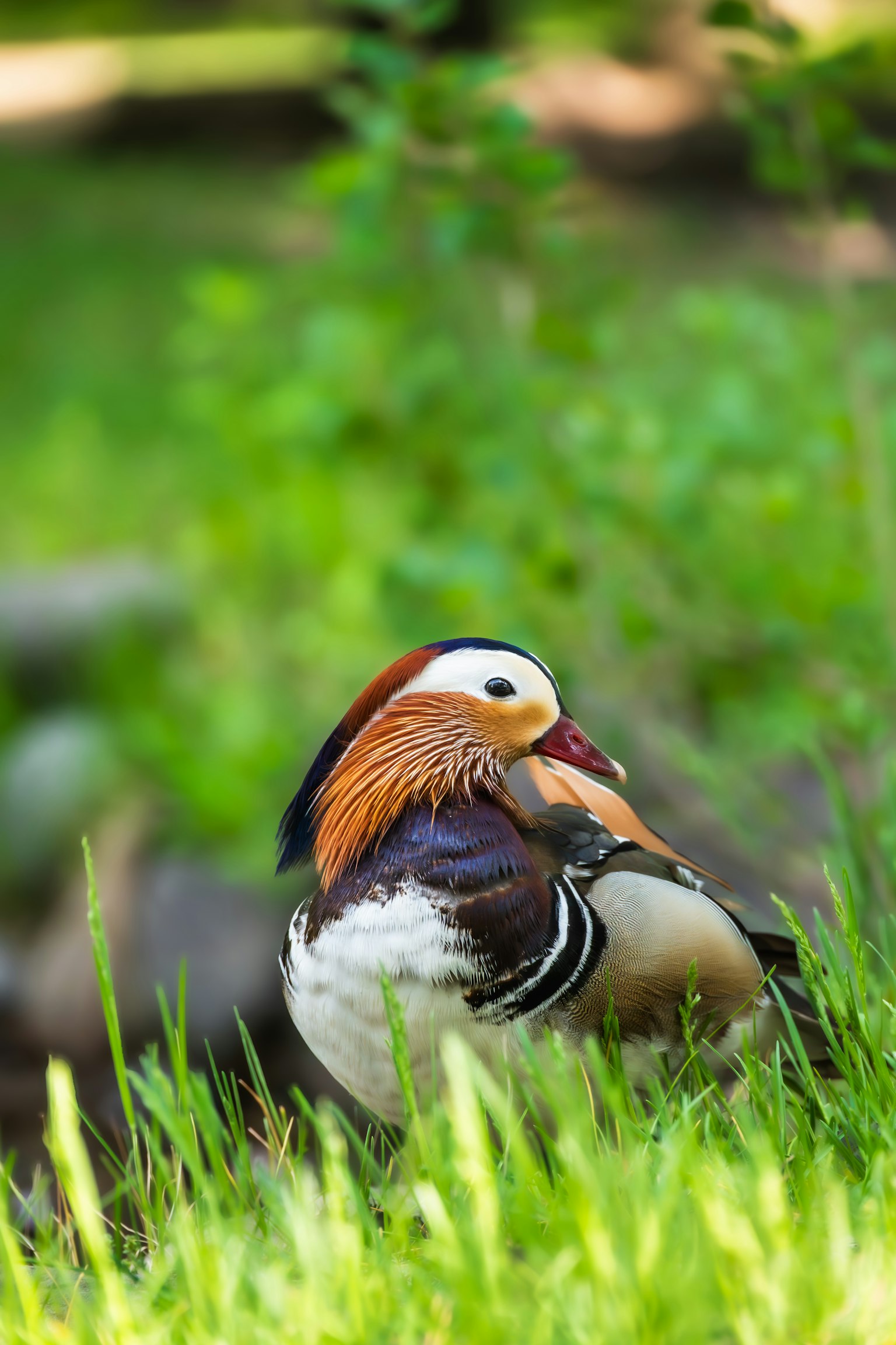 美しい羽を持つオシドリが緑の草の中で休んでいる