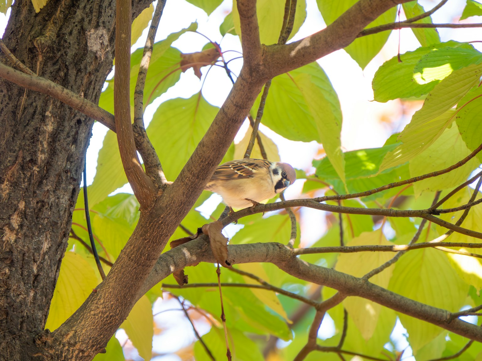 Un petit oiseau perché sur une branche entourée de feuilles vertes