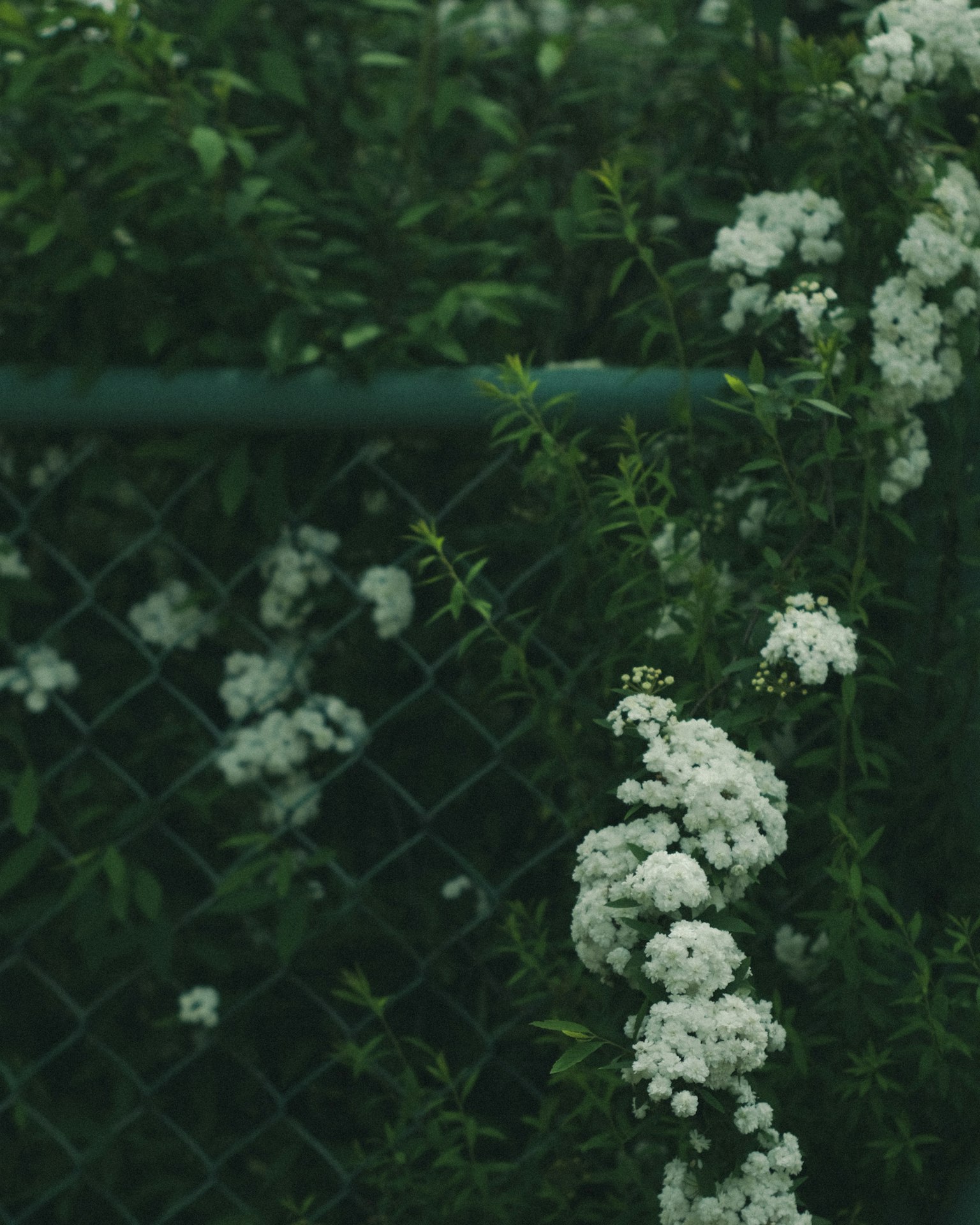 Une clôture recouverte de fleurs blanches sur fond vert