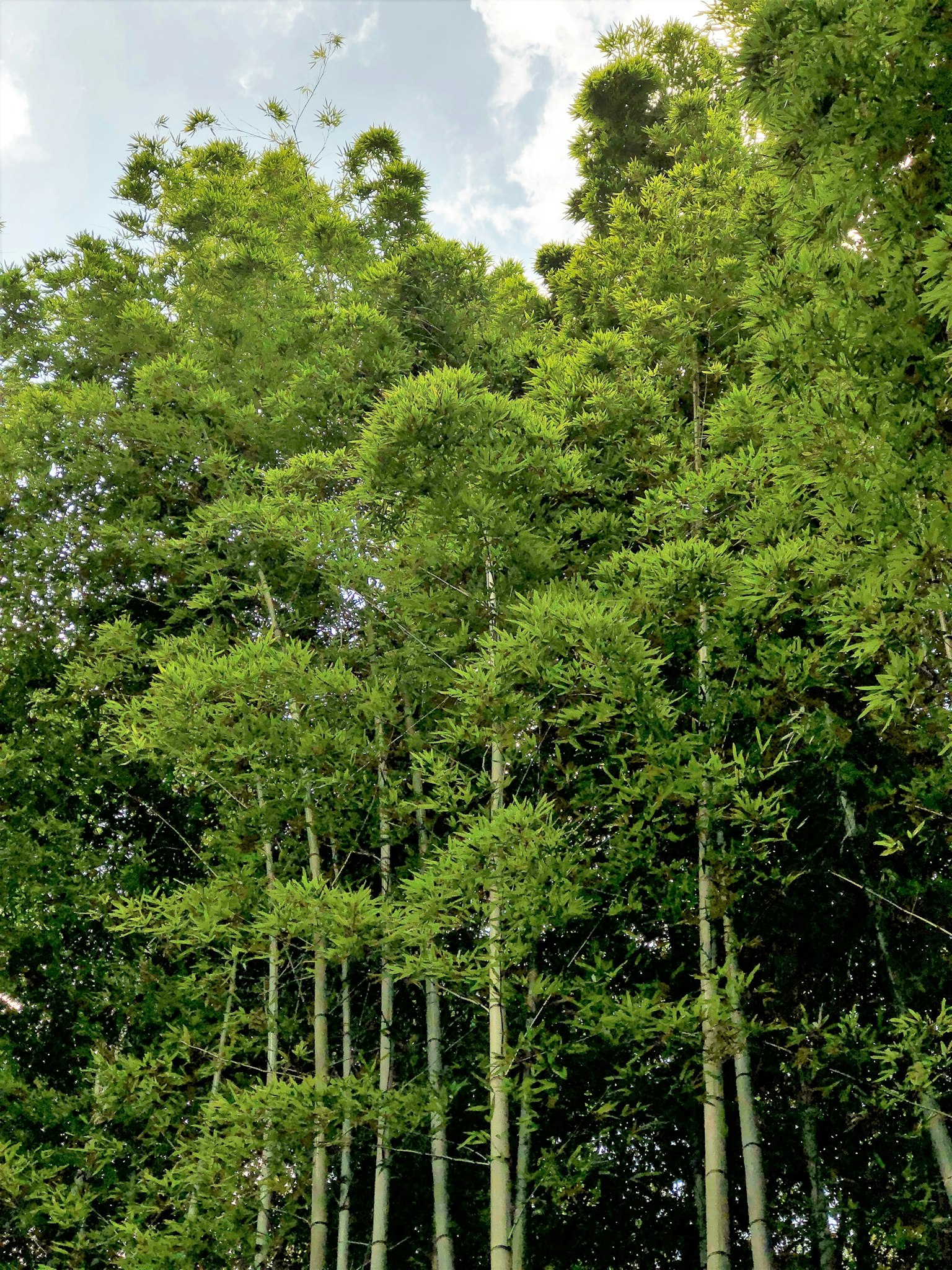 Alti alberi di bambù in una foresta verdeggiante