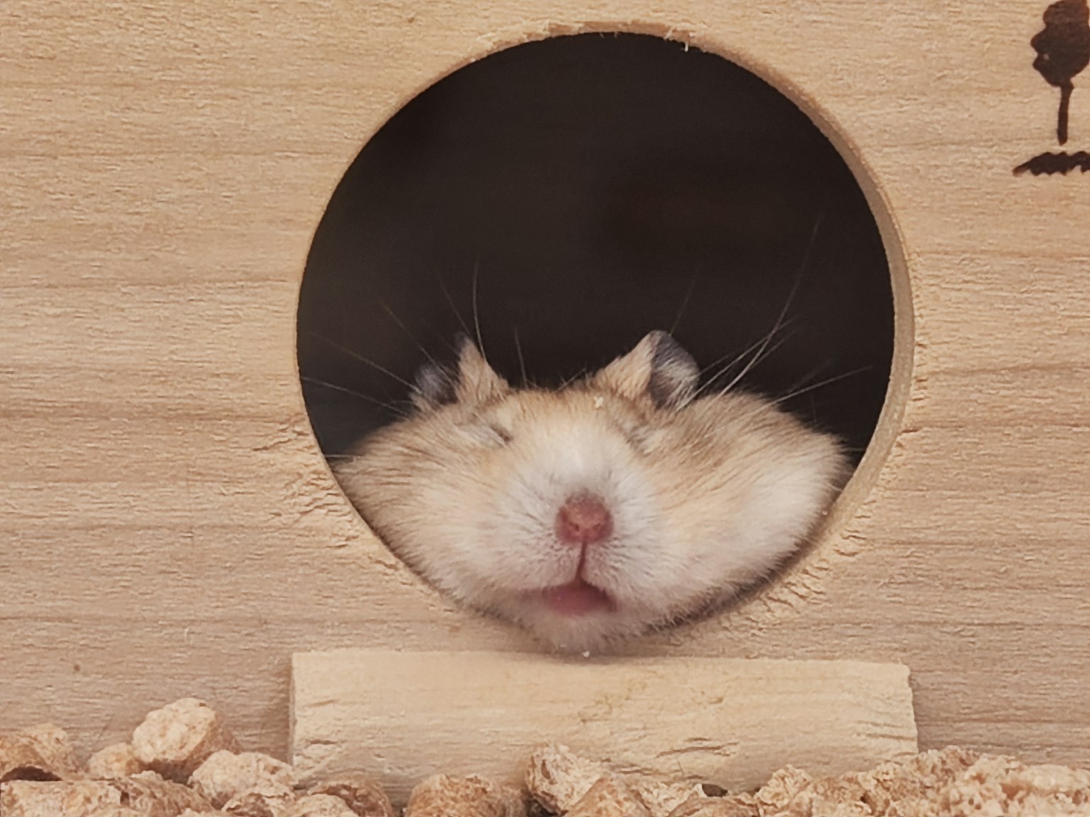 Un piccolo criceto che sbircia da un foro rotondo di legno