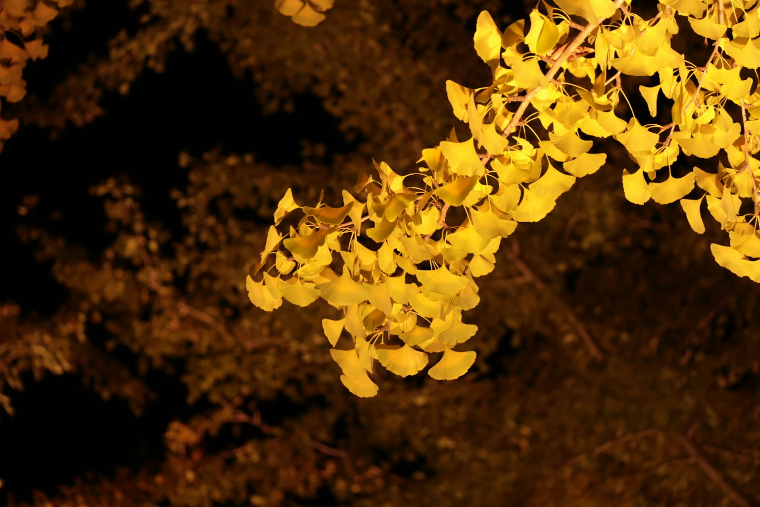 夜景中暗色背景上的黄色叶子
