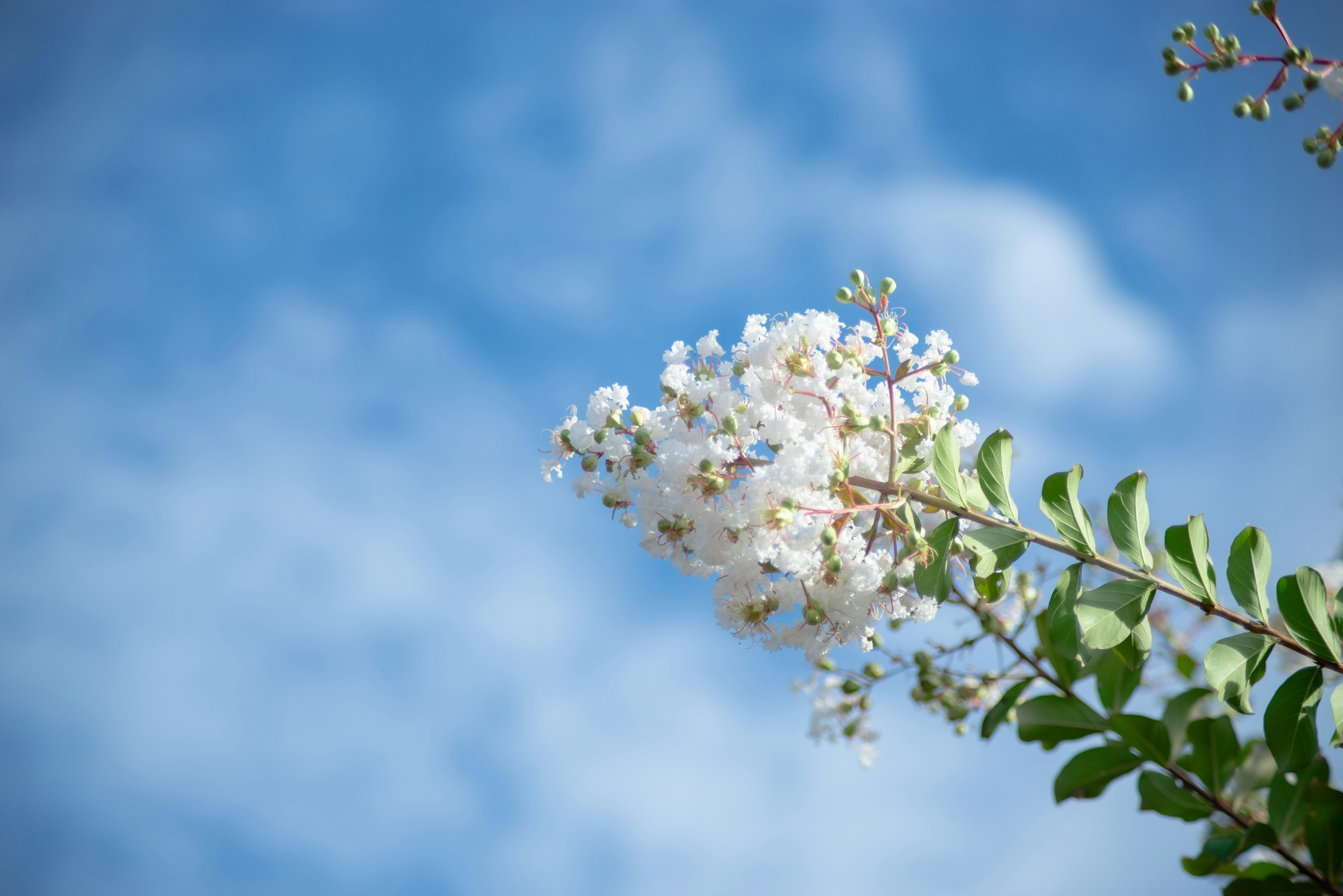 青空に咲くサルスベリの花と新緑の枝