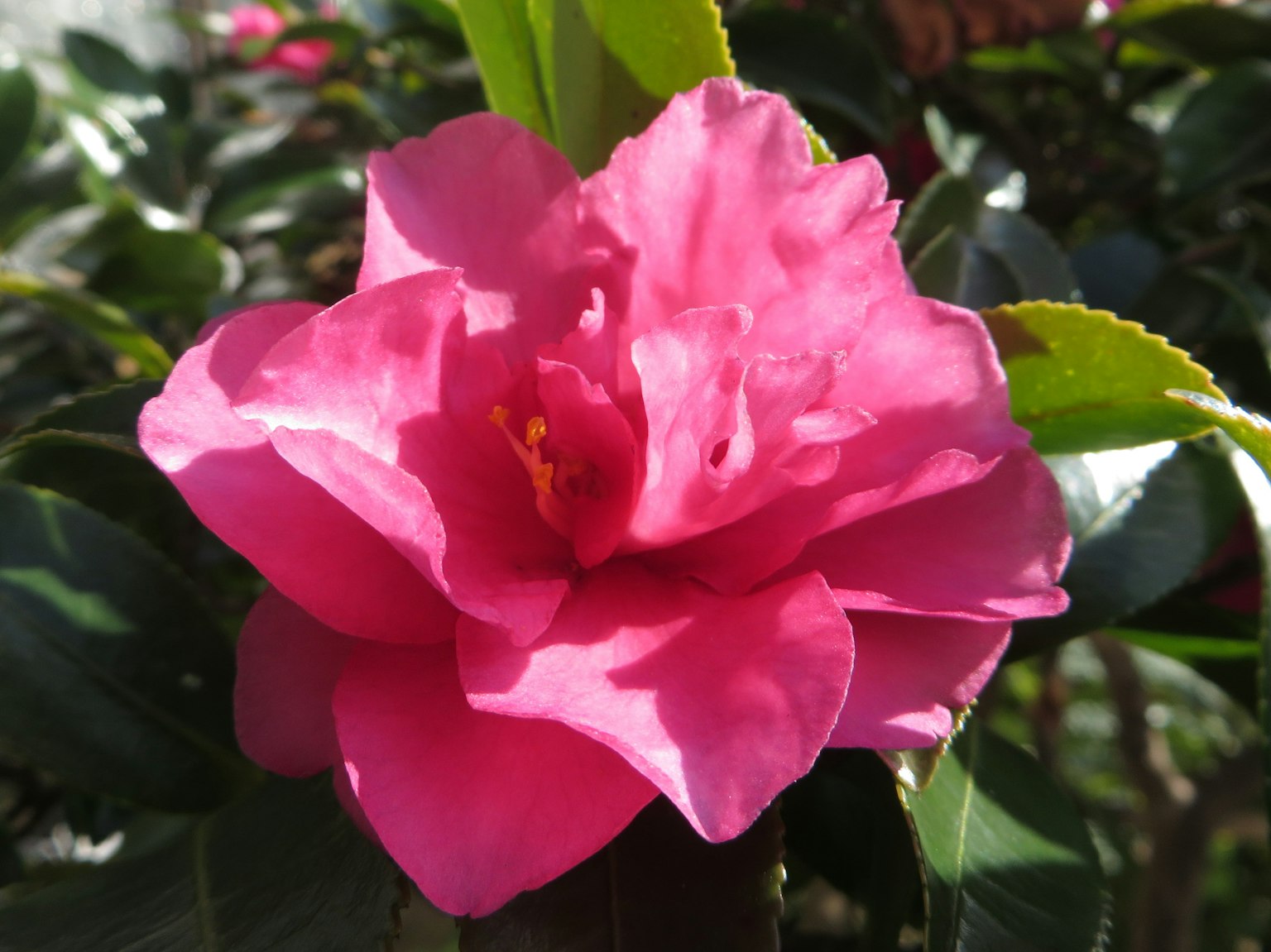 Flor de camelia rosa vibrante rodeada de hojas verdes