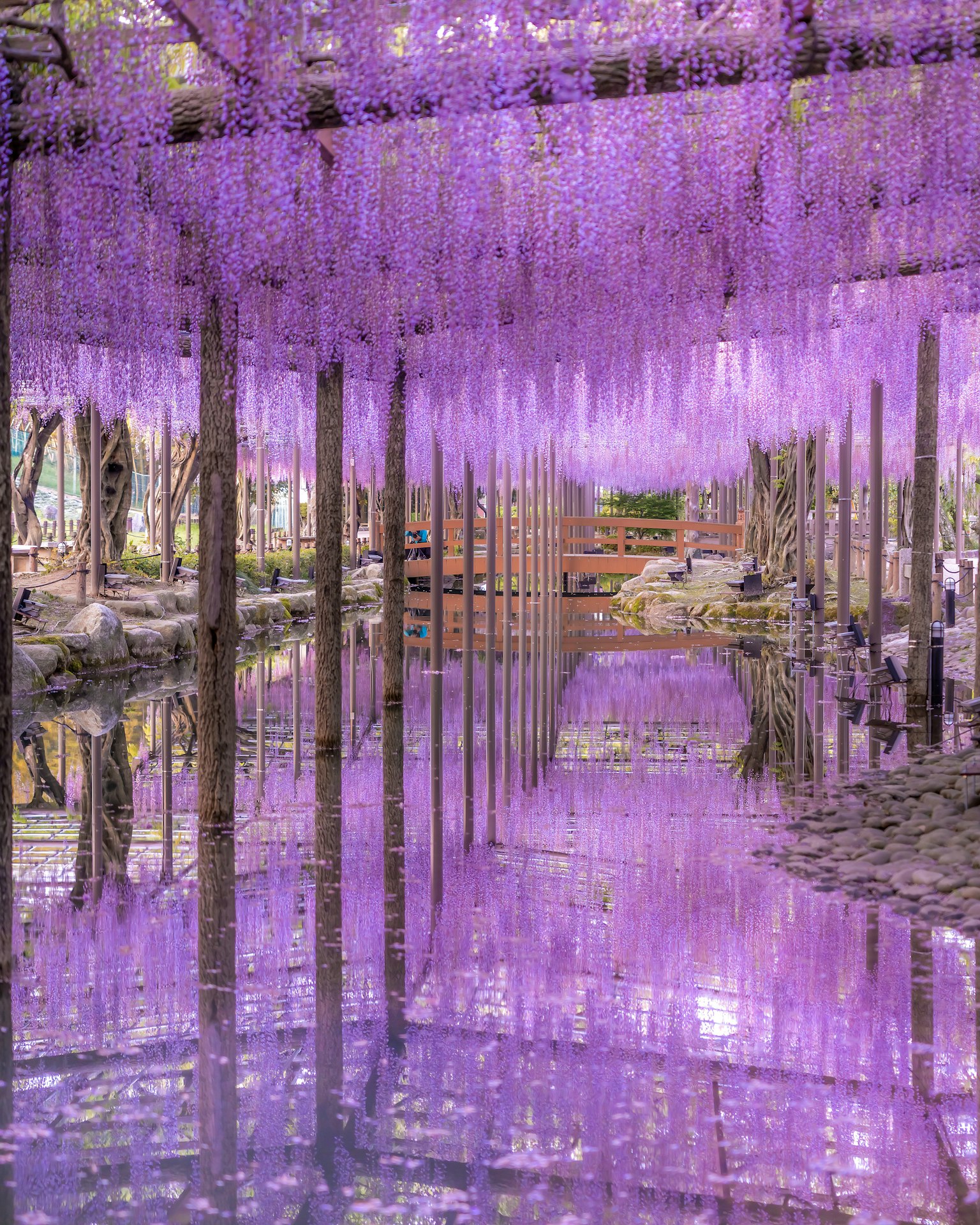 Una escena vibrante de flores de glicinas moradas en flor con impresionantes reflejos en un estanque