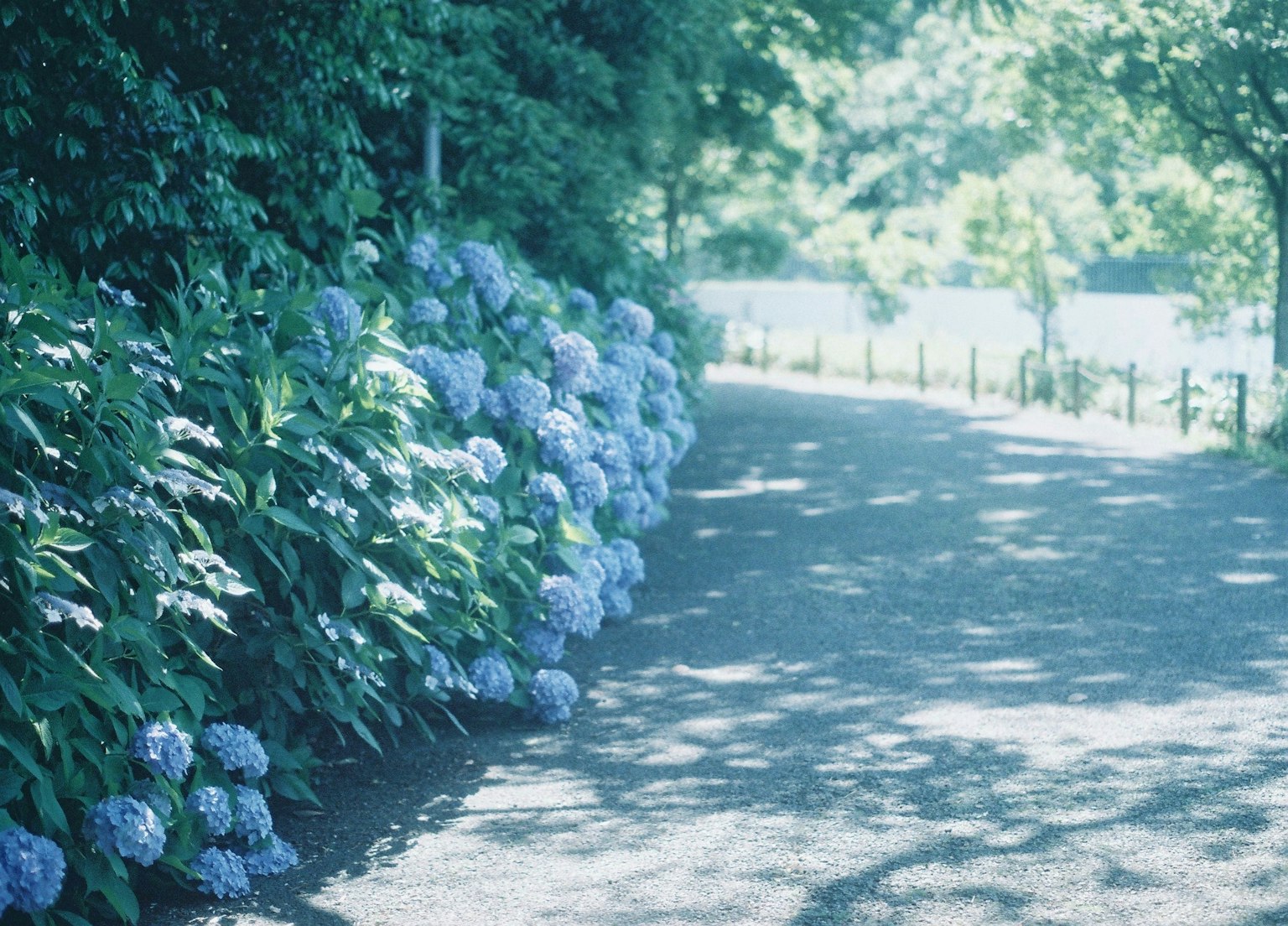 Camino flanqueado por hortensias azules bajo una luz suave