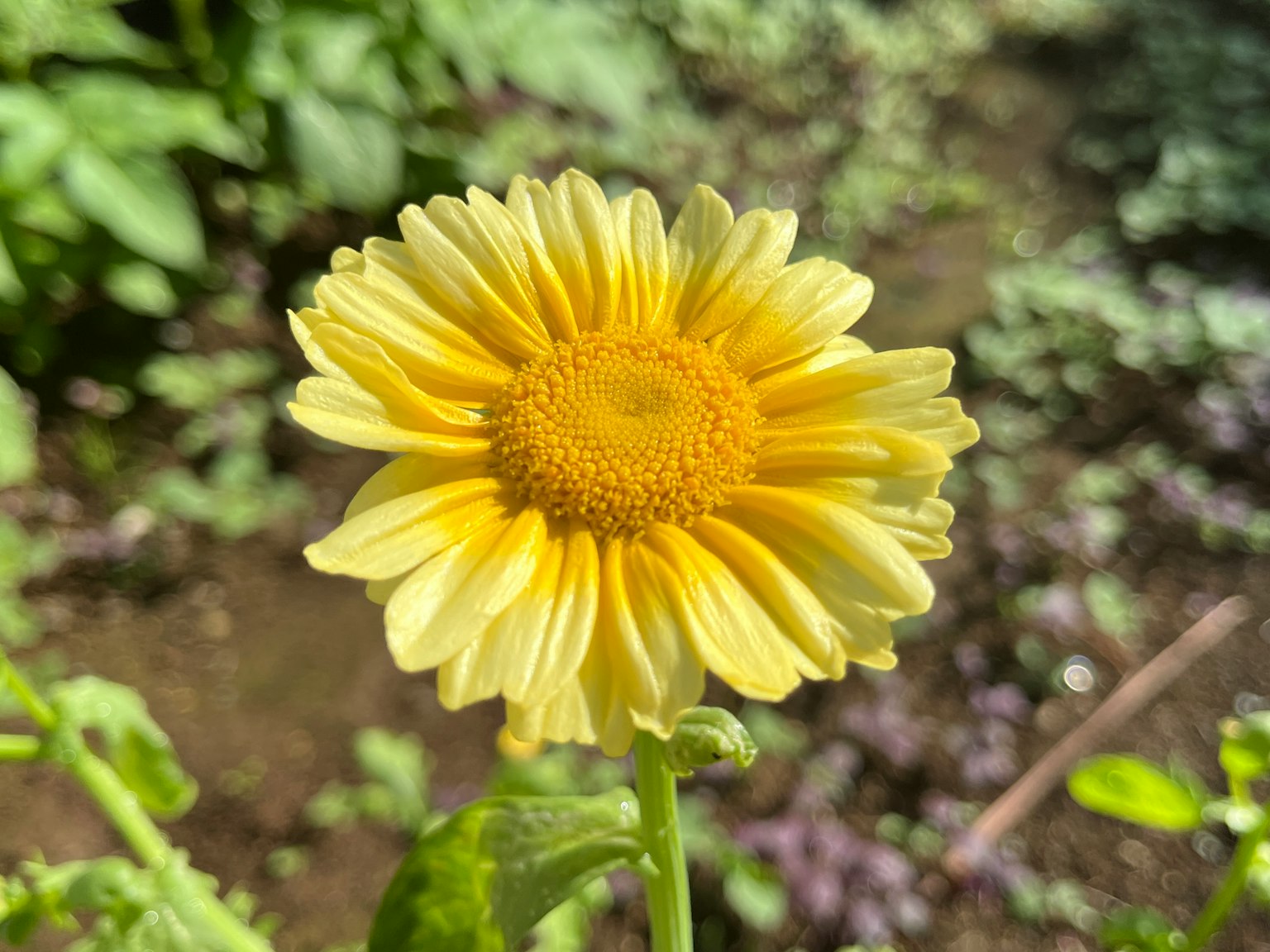 Gros plan sur une fleur jaune vibrante dans un jardin