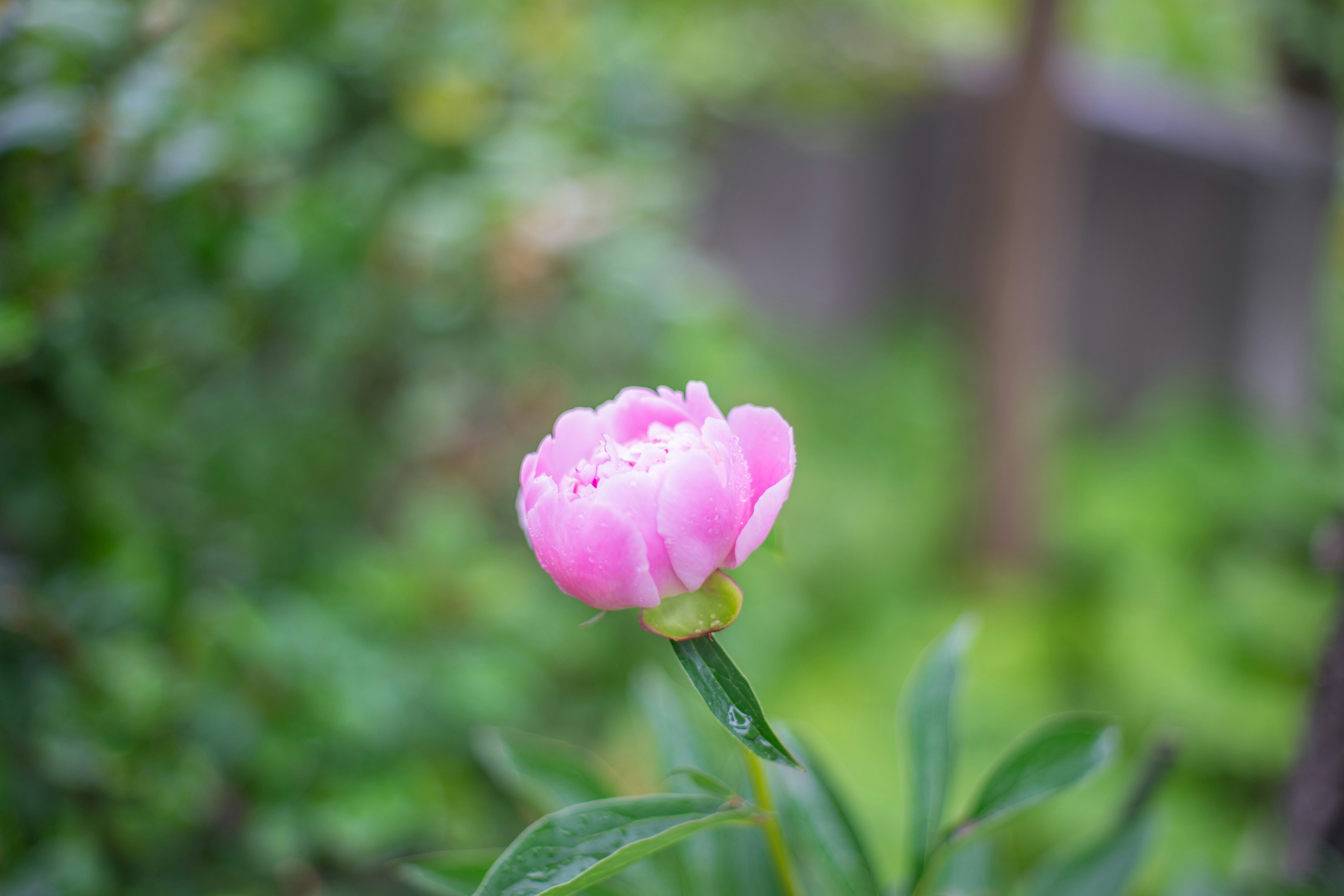 ピンクのチューリップが咲く庭の花