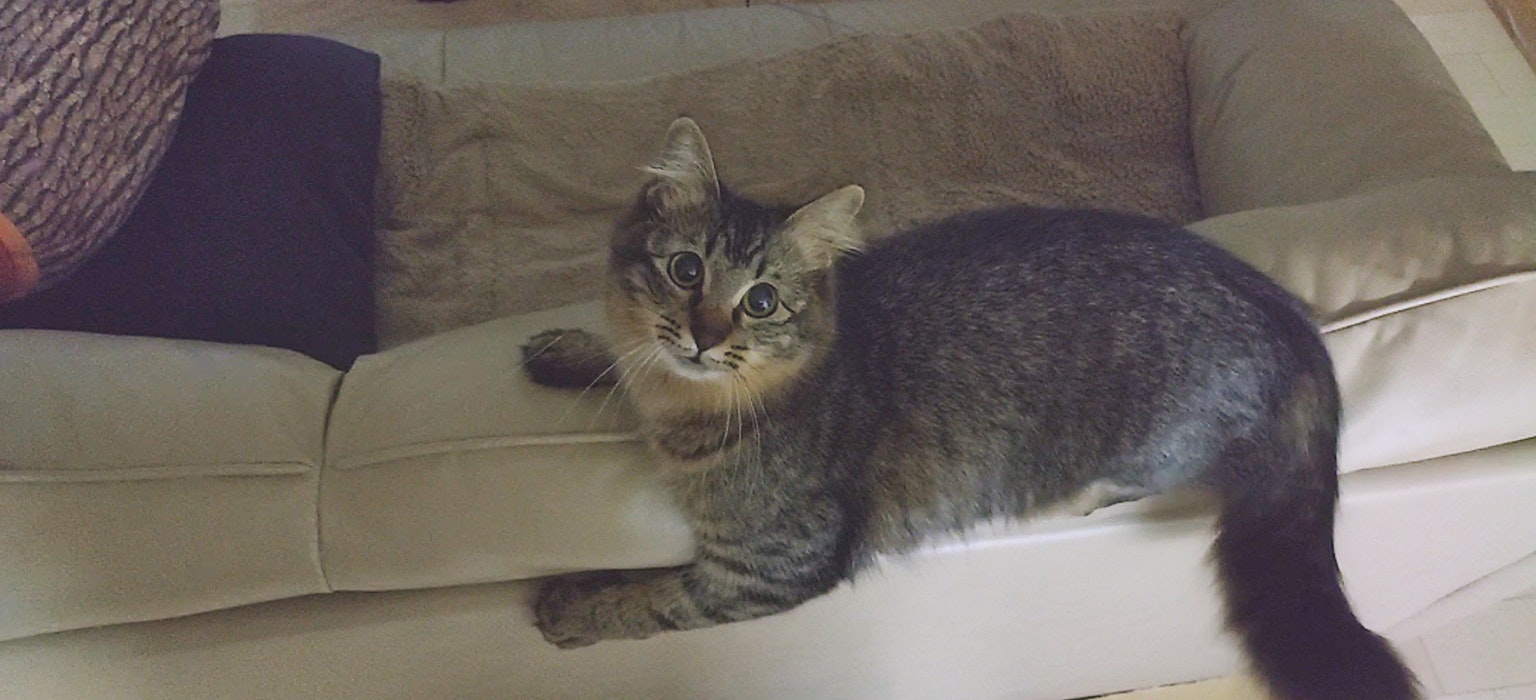 Un chat gris et brun allongé sur un canapé regardant l'appareil photo