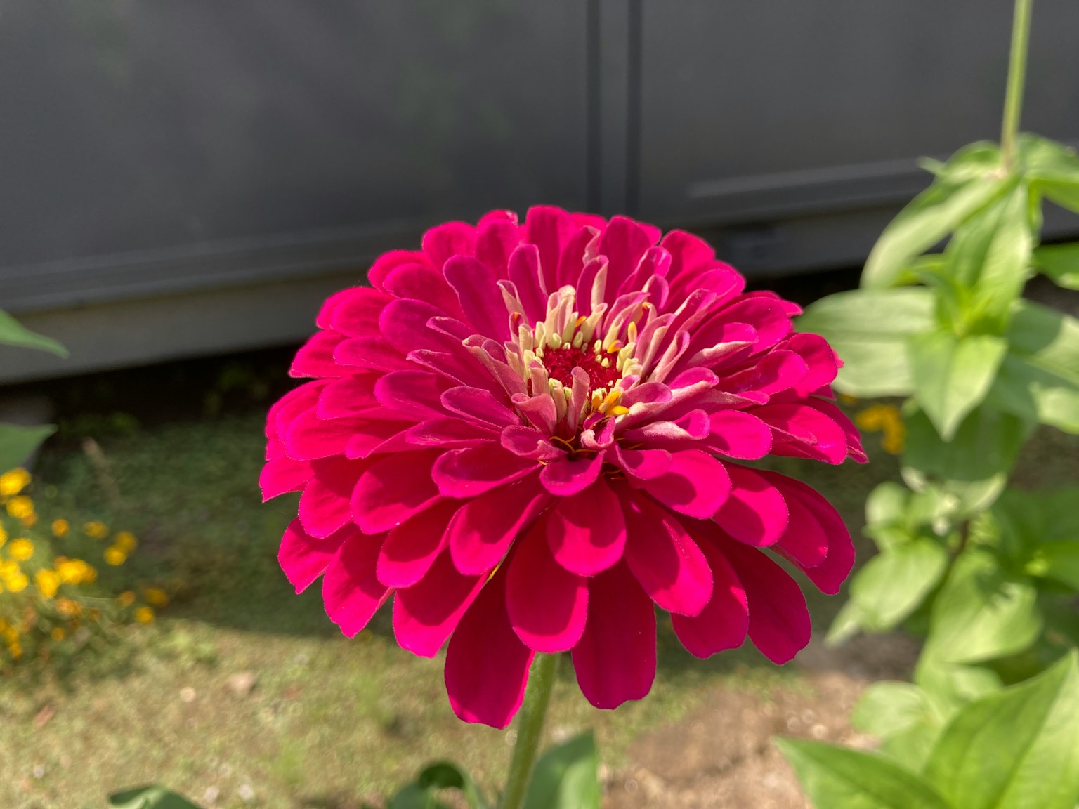 Fiore di zinnia rosa vibrante in piena fioritura
