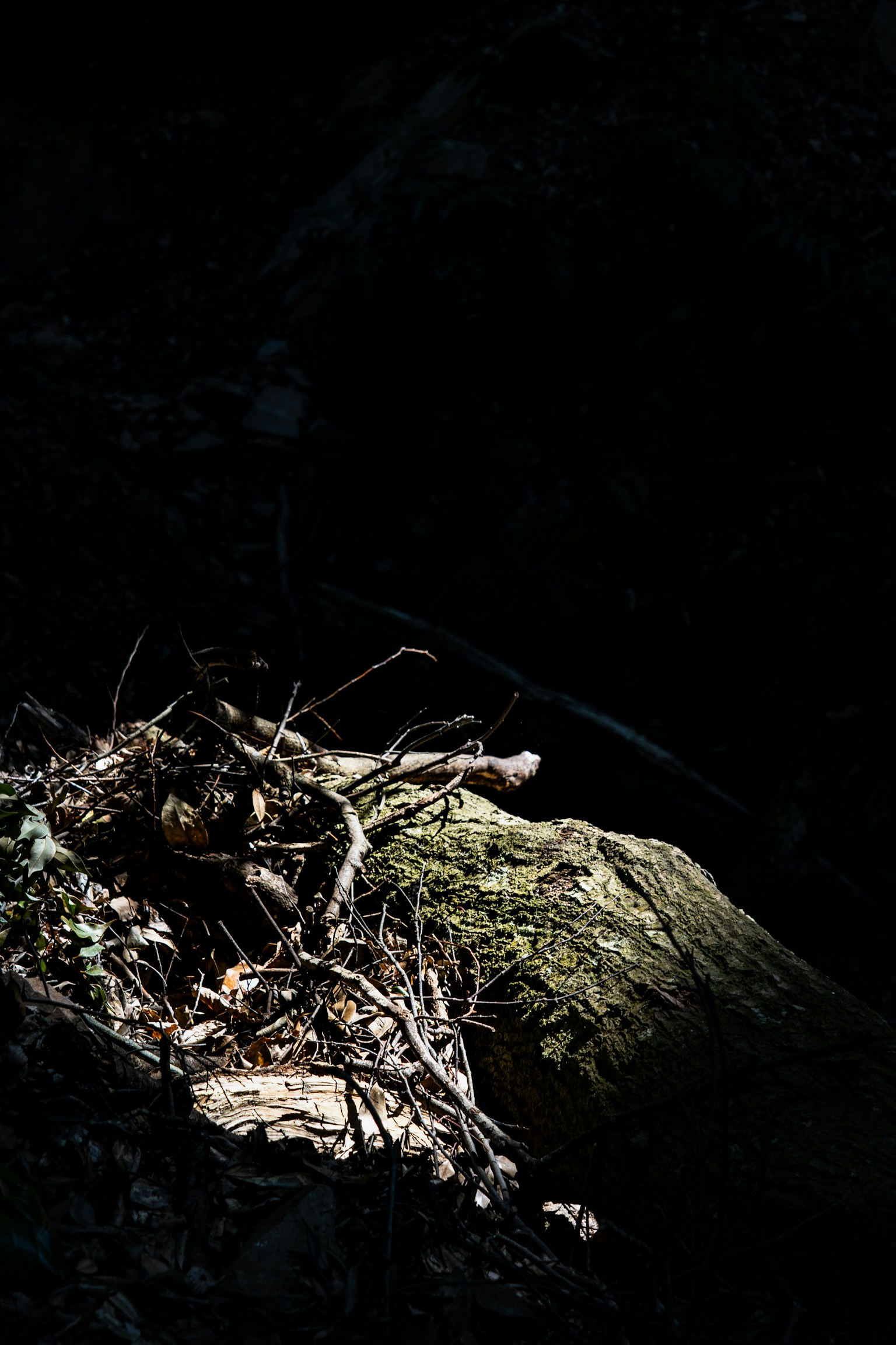 어두운 배경에 이끼가 덮인 통나무와 가지들