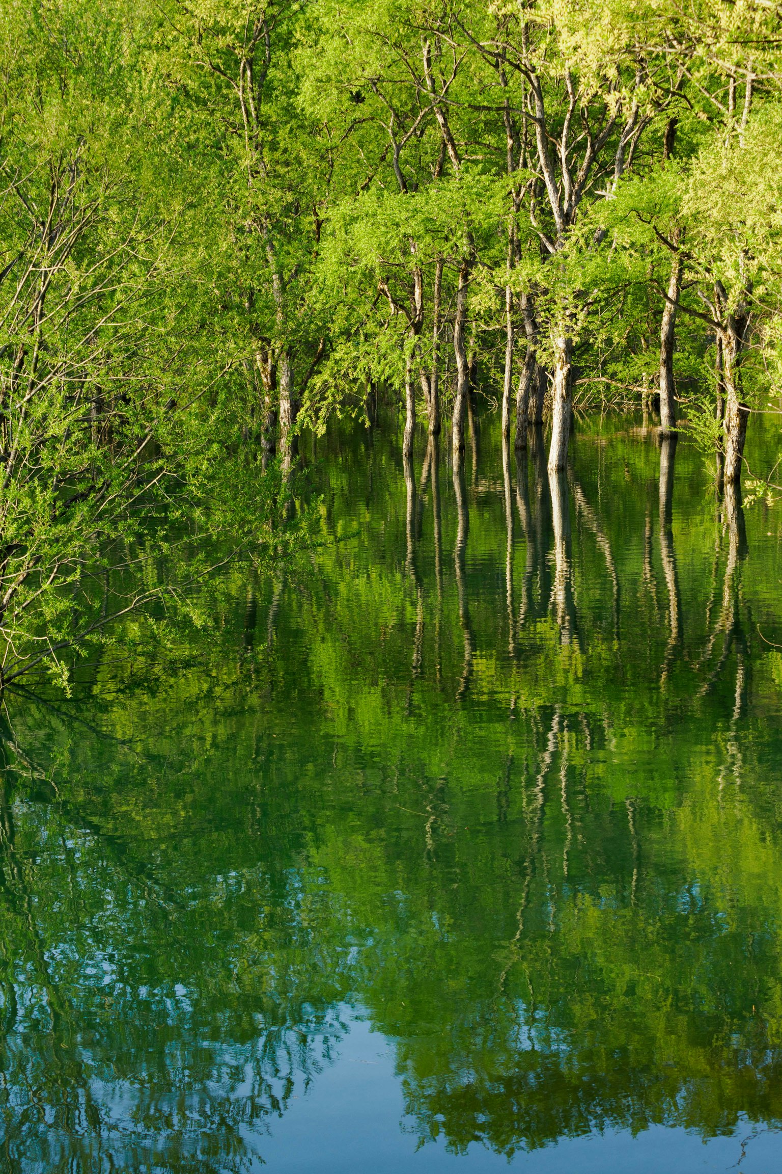 Árboles verdes exuberantes reflejándose en agua tranquila