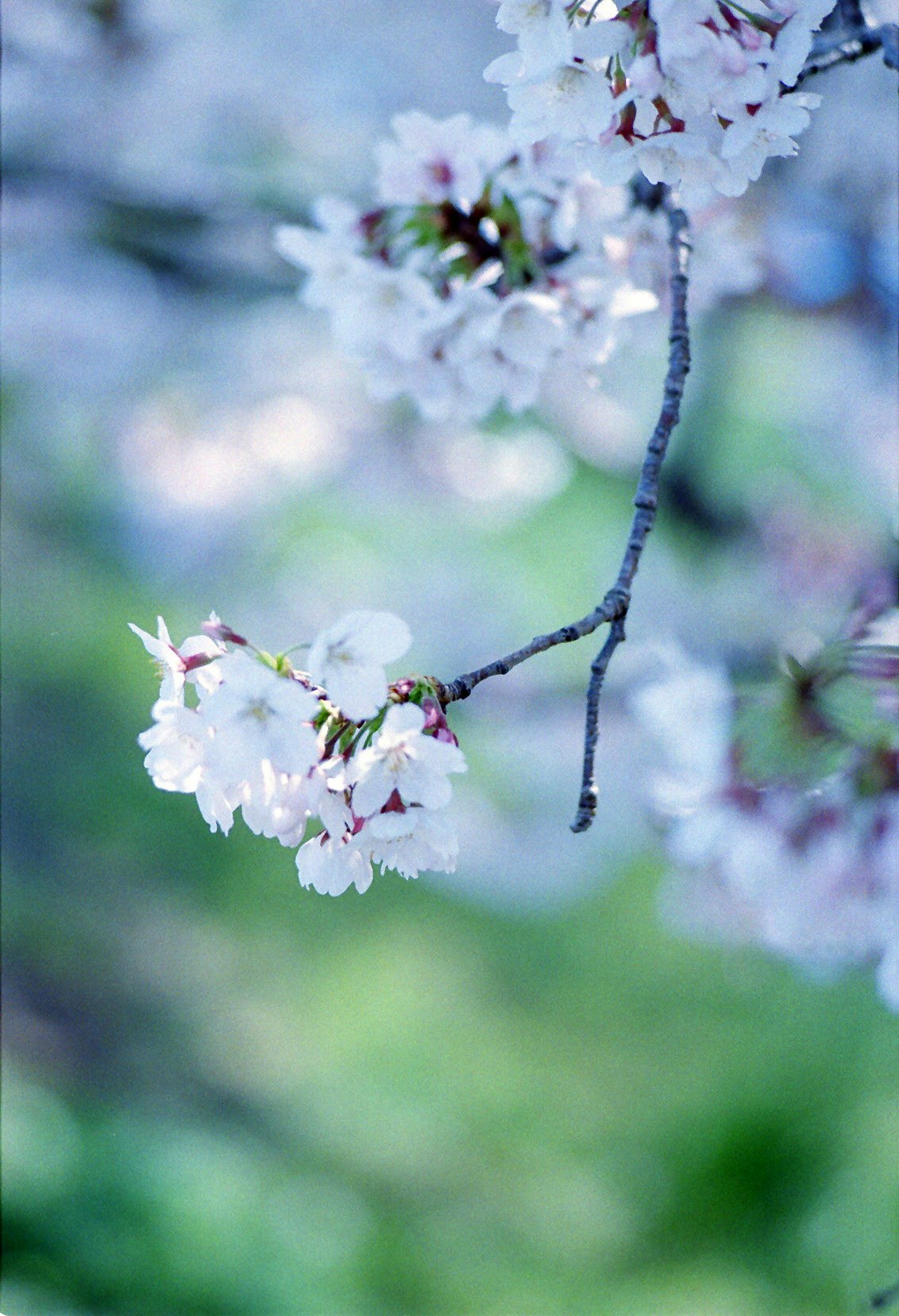 桜の花が咲く枝のマクロとボケた背景