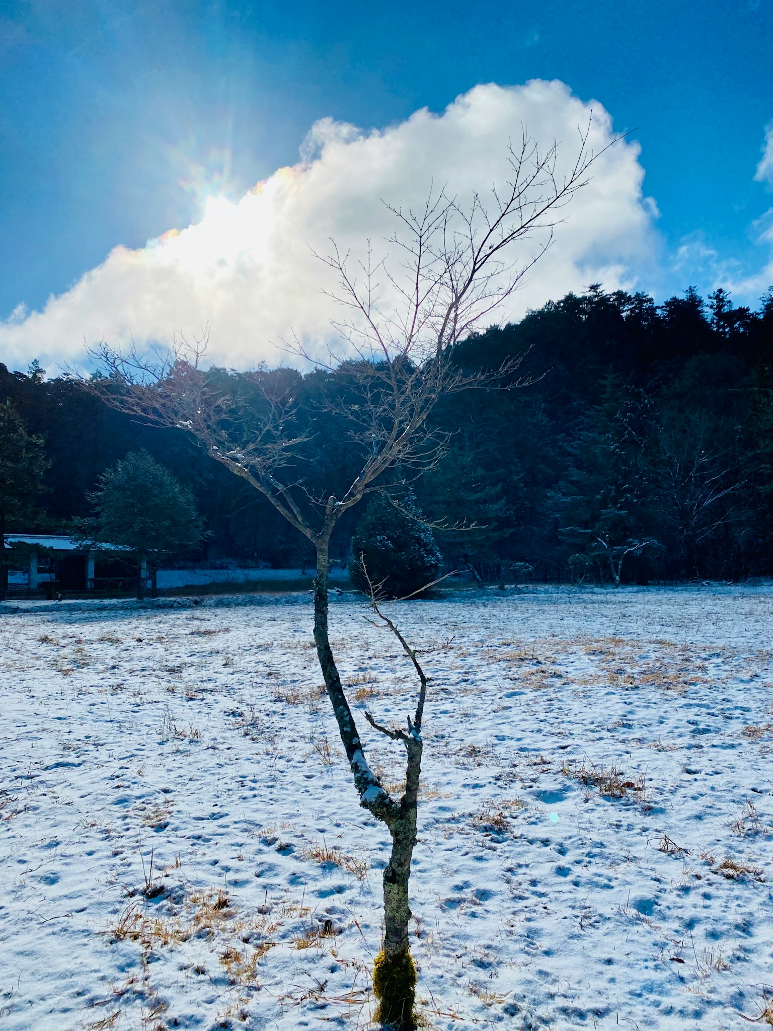Ein schlanker Baum steht in einer verschneiten Landschaft unter einem blauen Himmel