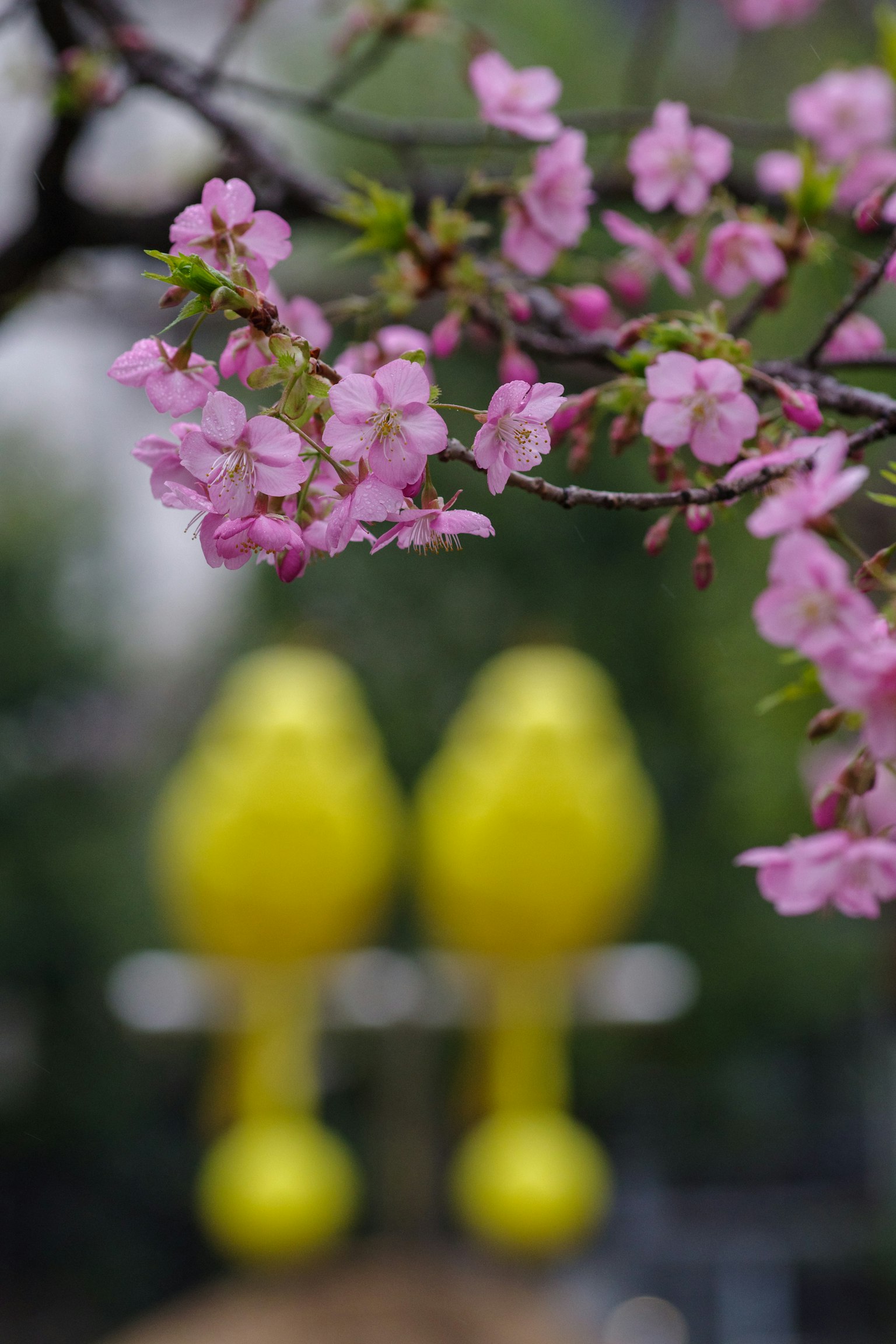 Fleurs de cerisier en fleurs avec des objets jaunes flous en arrière-plan