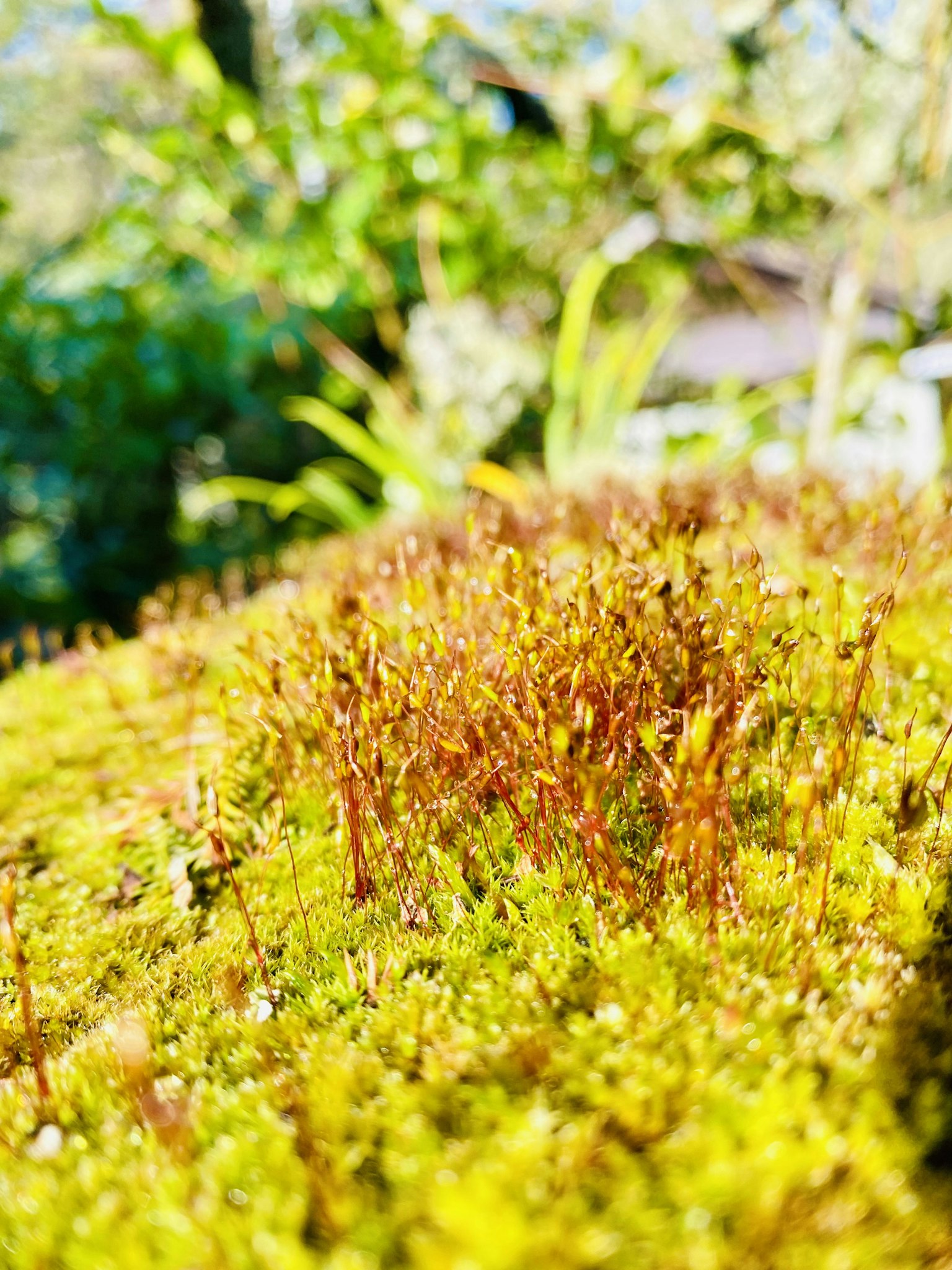 Primo piano di muschio verde vibrante con punte marroni e sfondo sfocato di foglie verdi