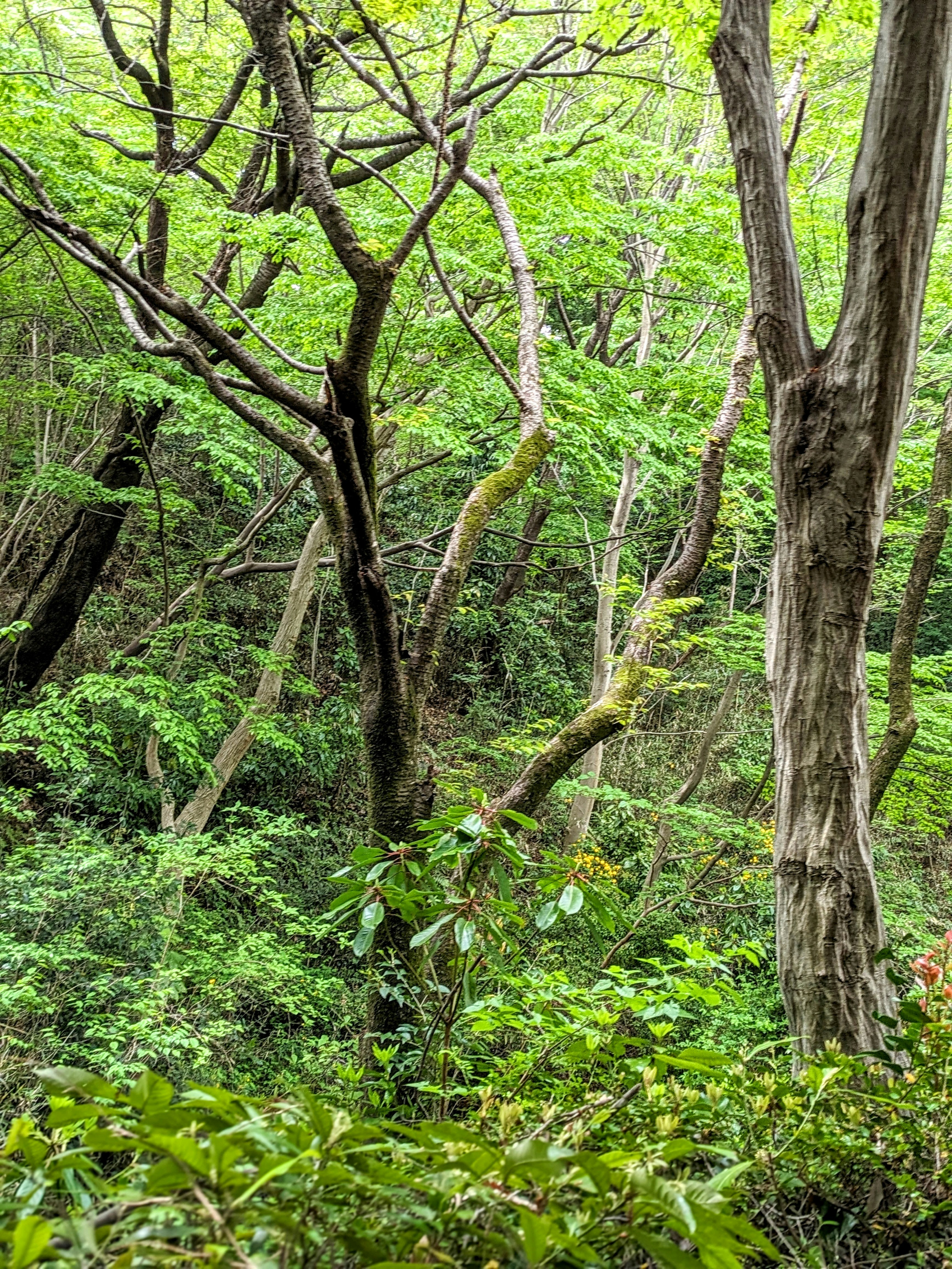 新緑の森で木々が生い茂る山道の風景