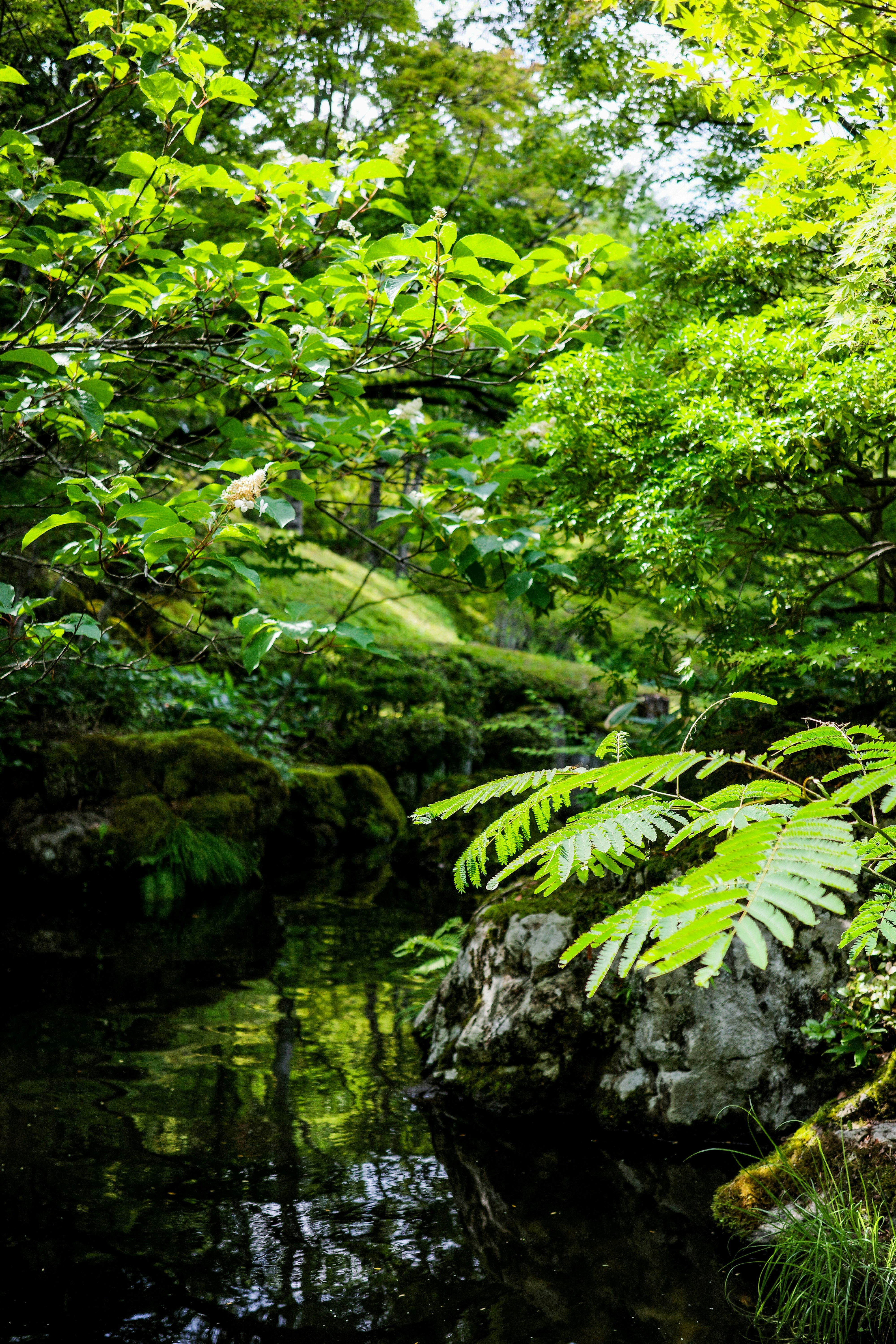 水辺に広がる緑の茂みと苔むした岩のある自然風景