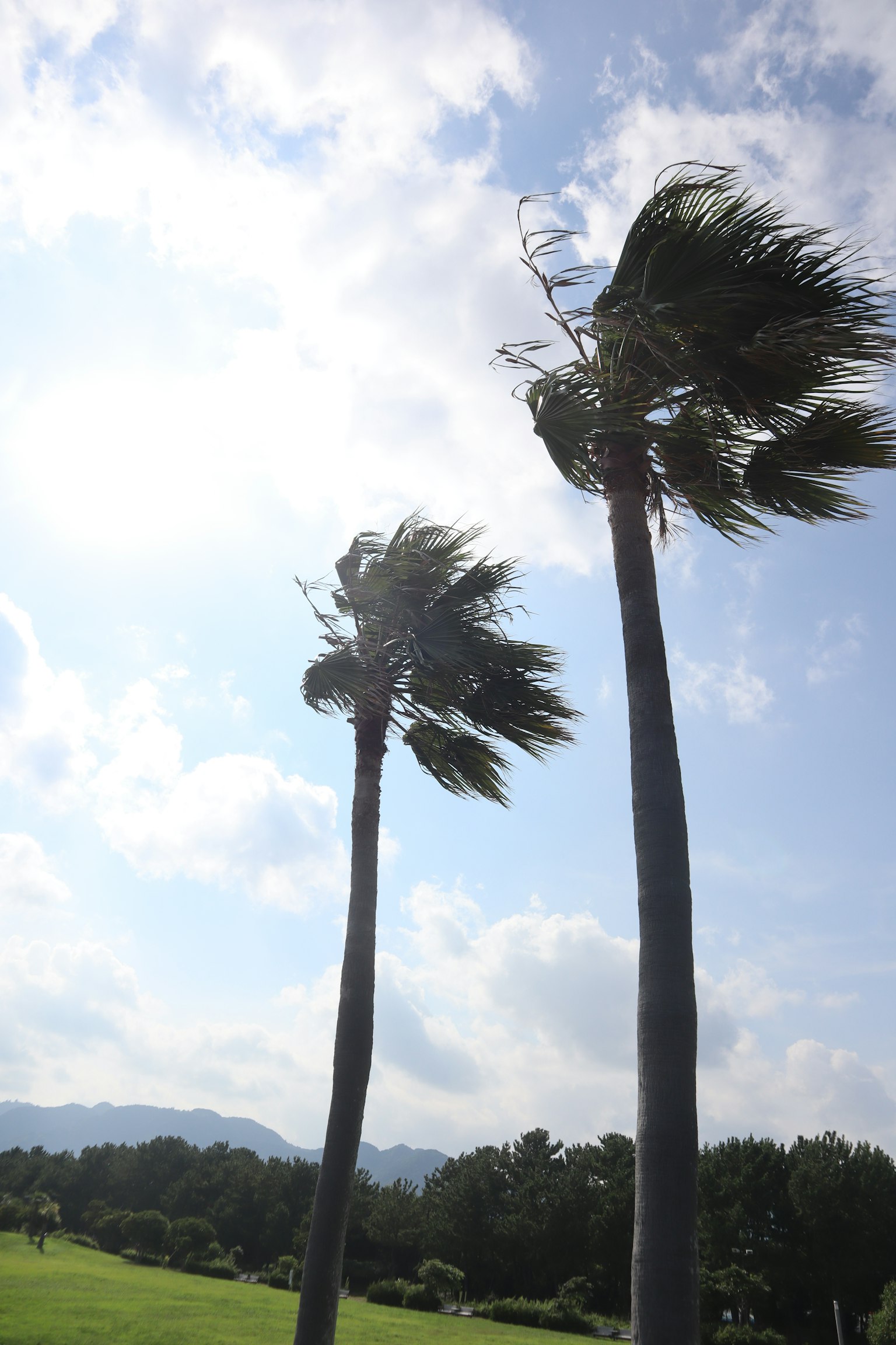 Zwei Palmen, die im Wind unter einem blauen Himmel schwanken
