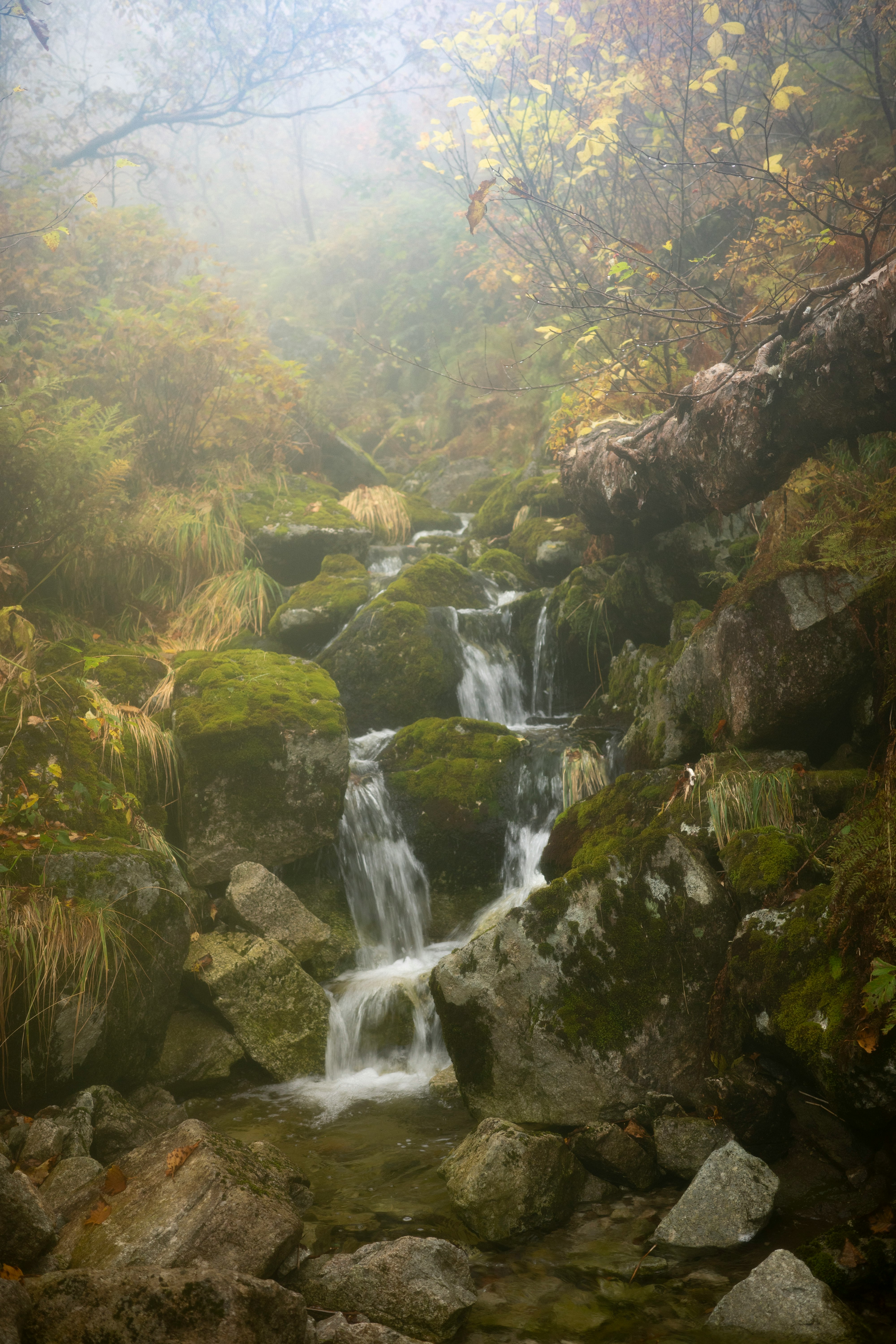 霧に包まれた秋の風景の中の小川と滝