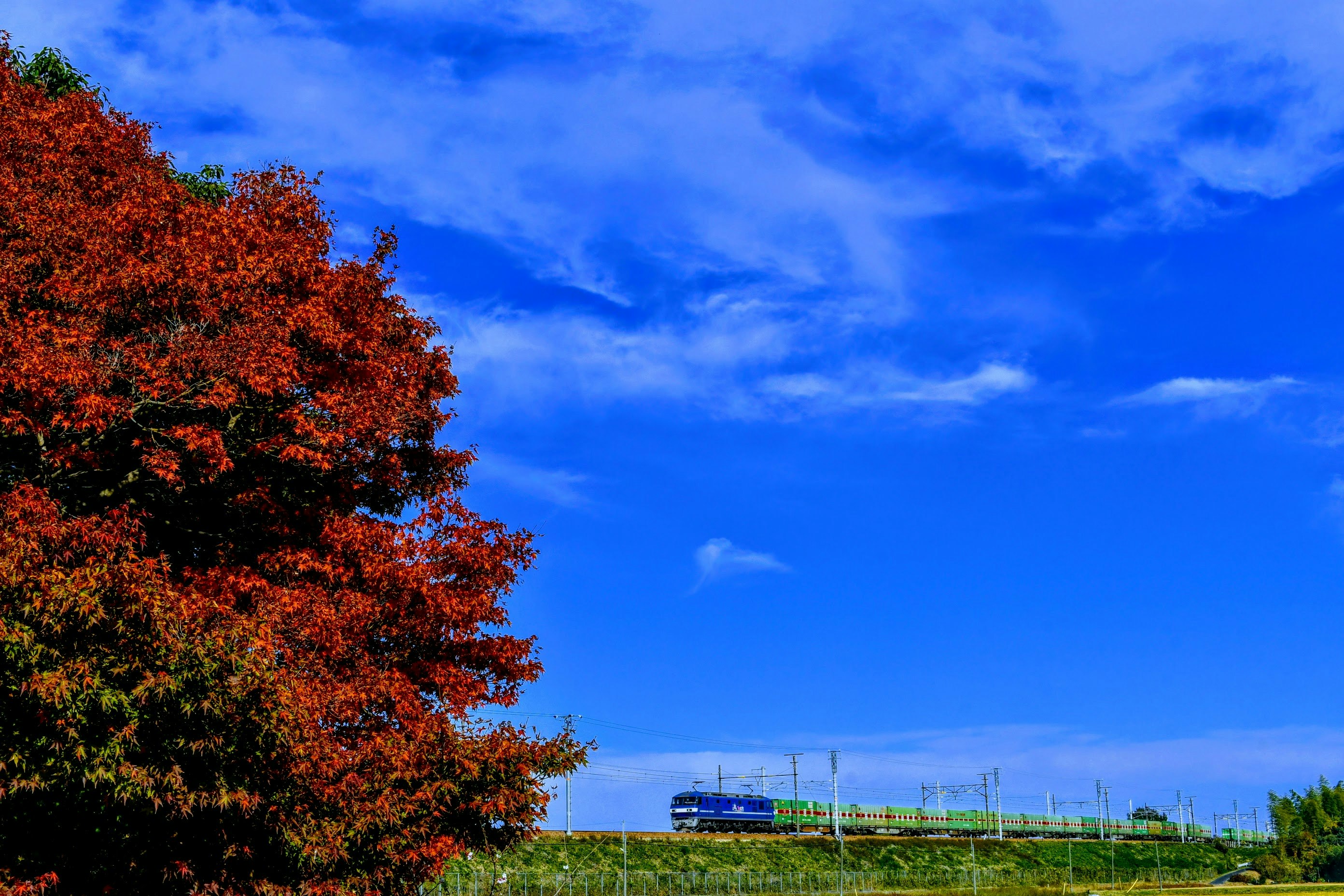 燃えるような紅葉の並木と貨物列車が走る秋の風景