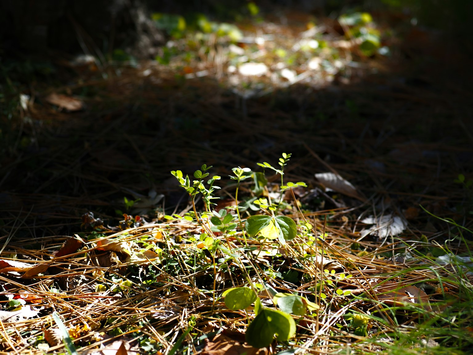 Green plants growing among fallen leaves in a shaded area