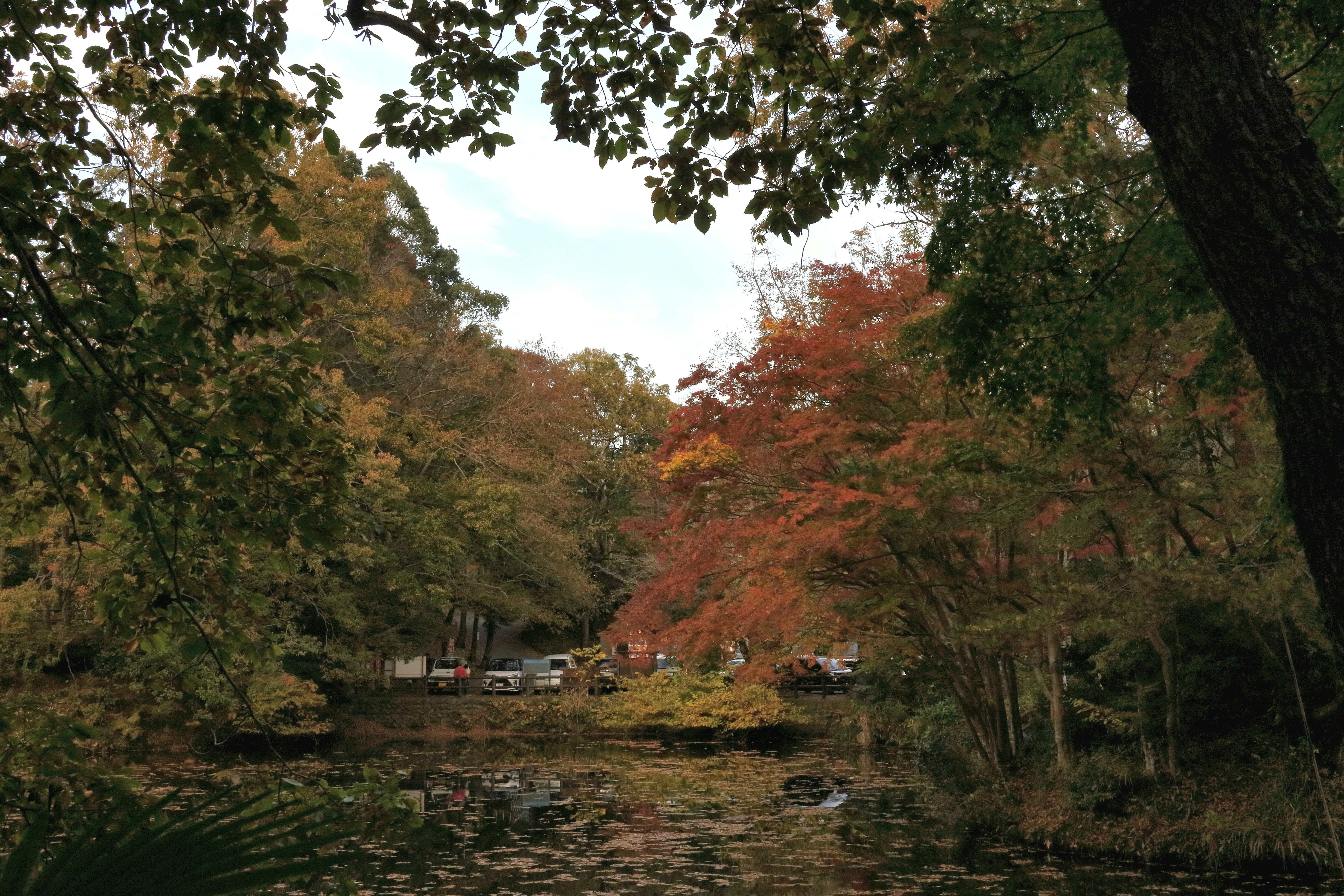 autumn trees lining a park path with a small line of cars