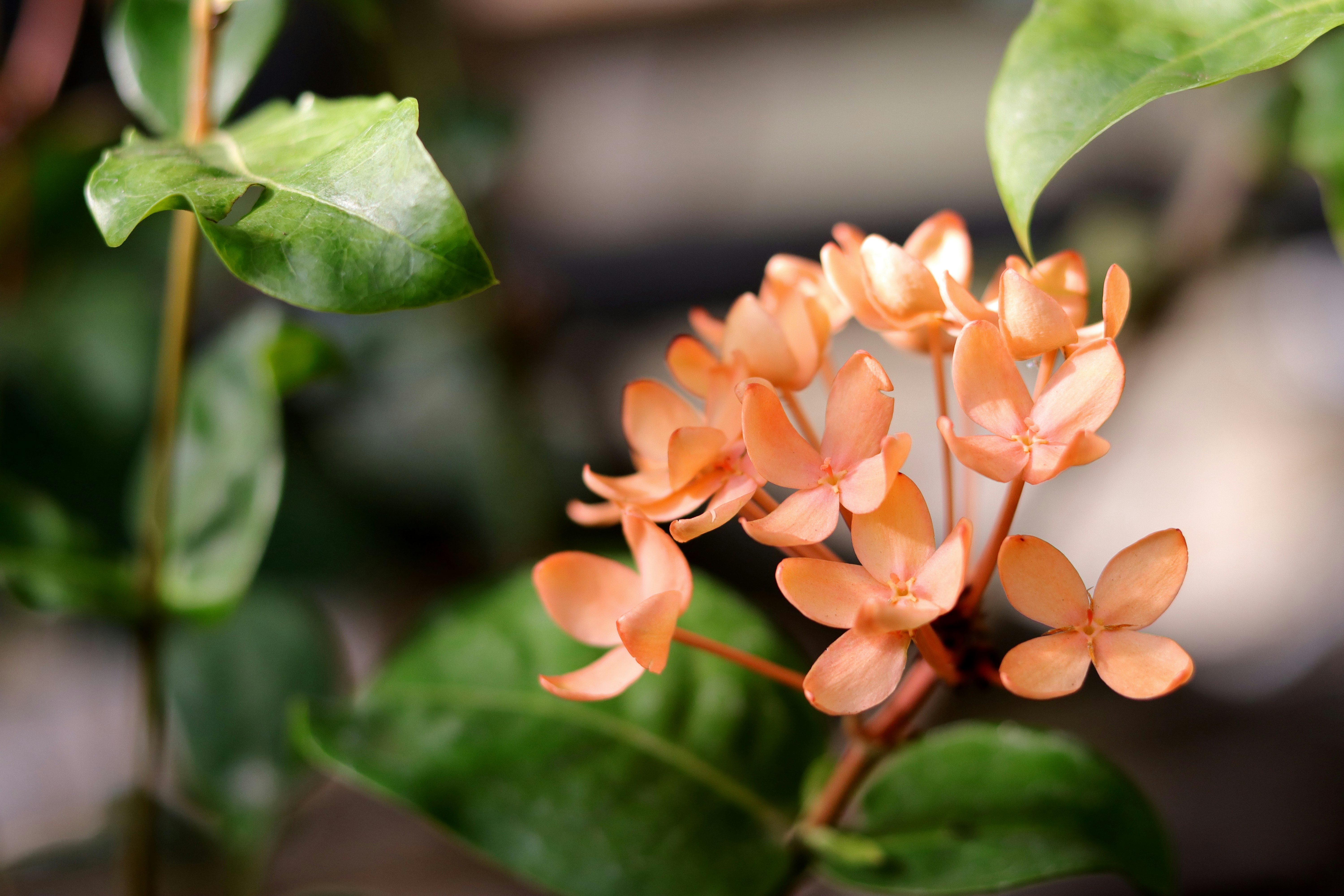 オレンジの花と緑の葉のクローズアップ