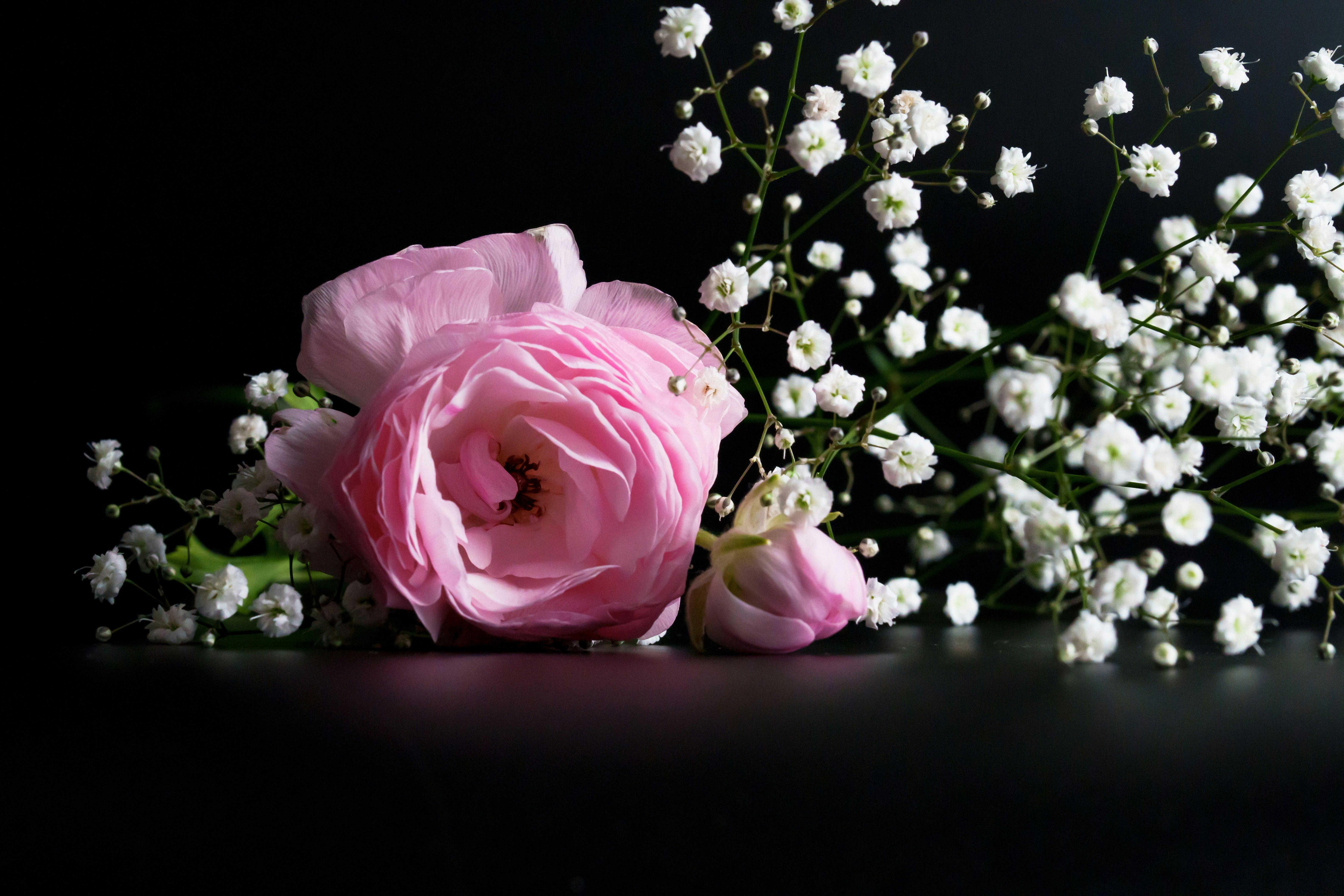 ภาพนิ่งดอกไม้: กุหลาบสีชมพูและดอกไม้สีขาวเล็กๆ บนพื้นหลังสีดำ