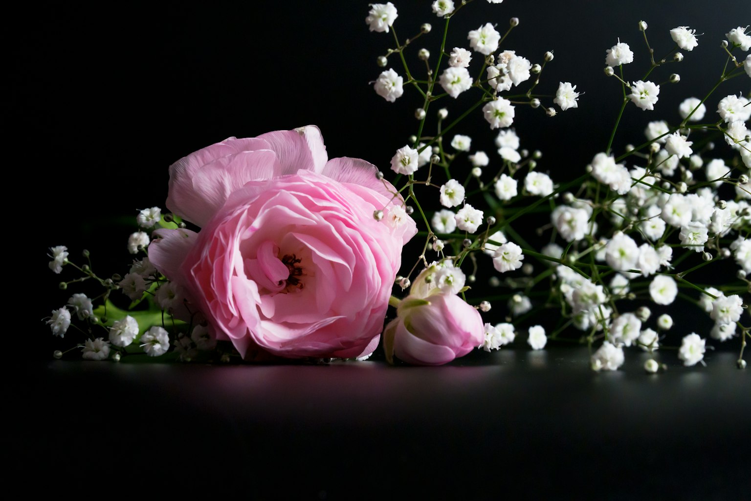 Rangkaian bunga mawar pink dan baby breath di latar belakang hitam