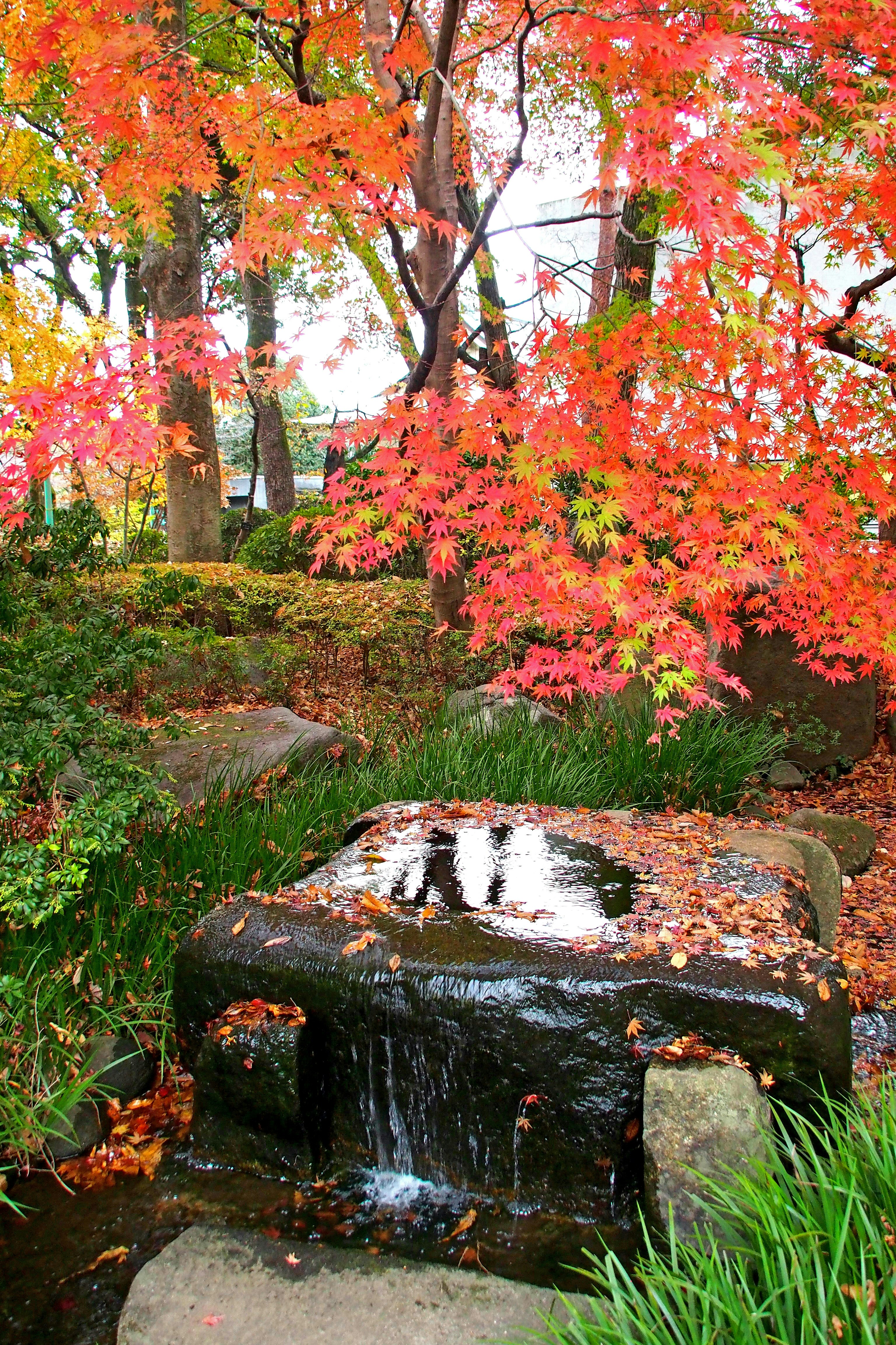 紅葉の木々と小さな滝のある庭園の風景