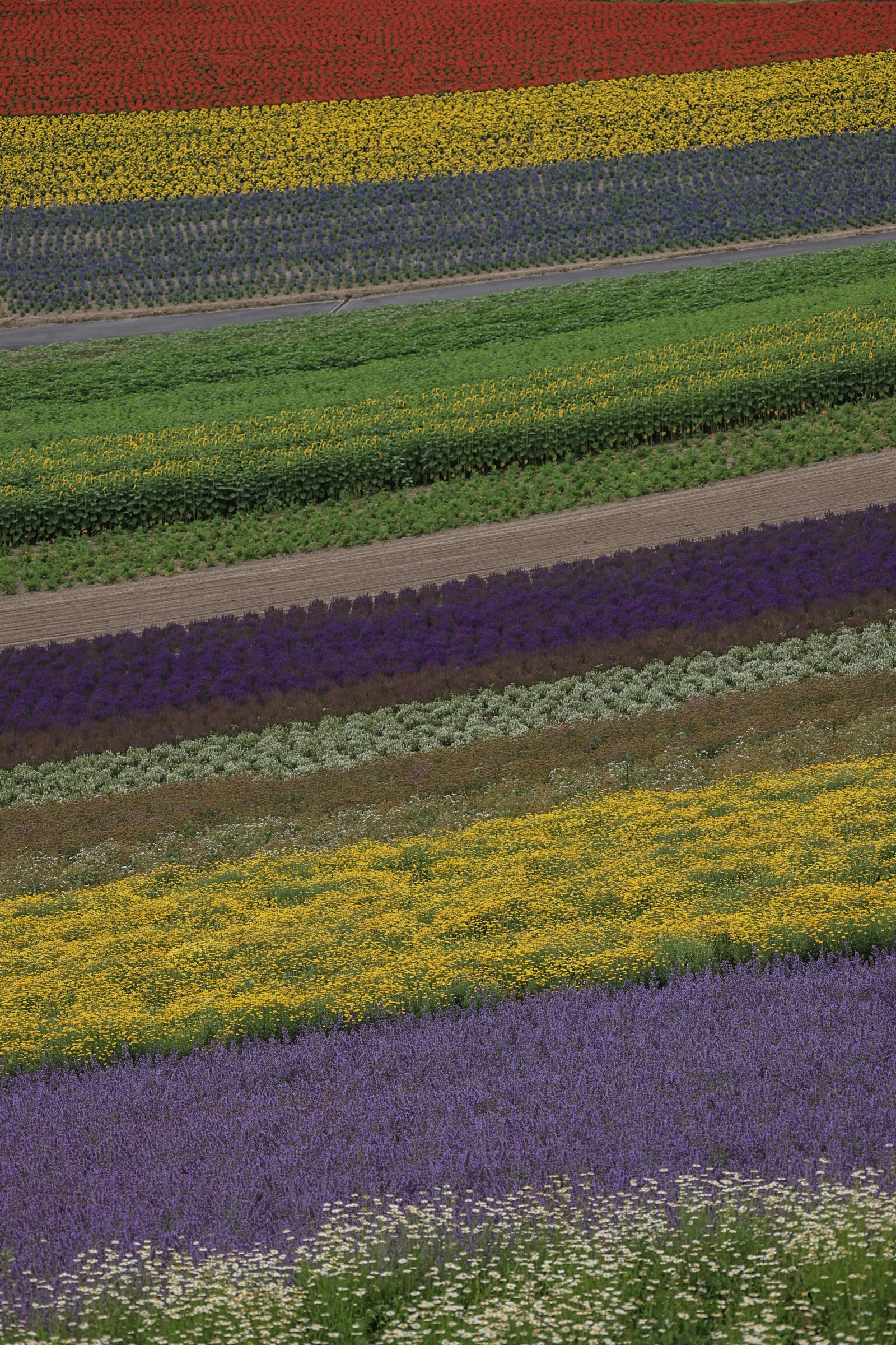 色とりどりの花畑の上から見た景色