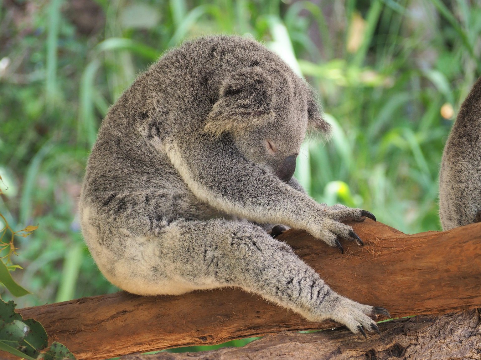Profile of a koala sitting on a branch