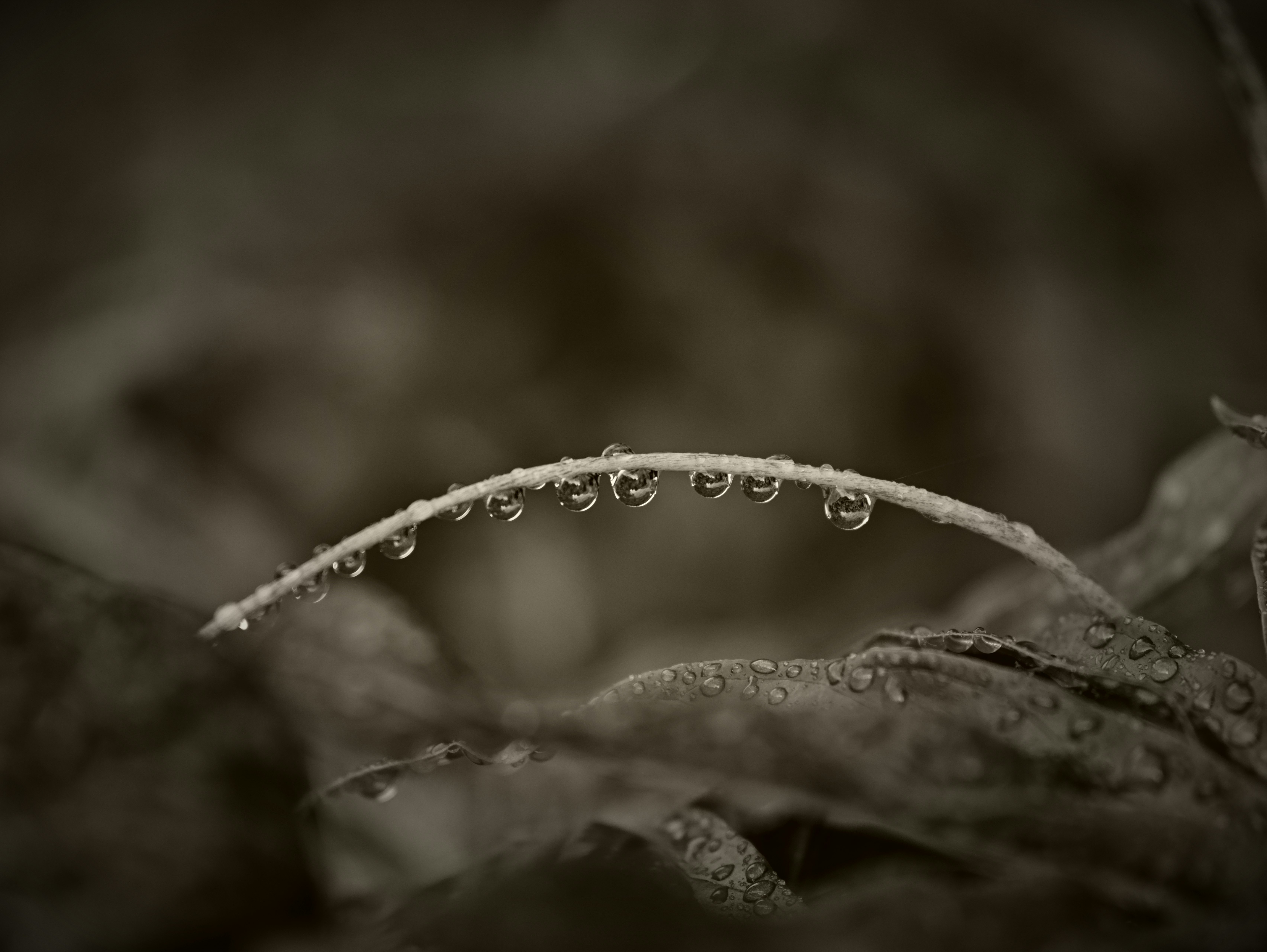 雨粒のついた葉のしずくと植物の細部