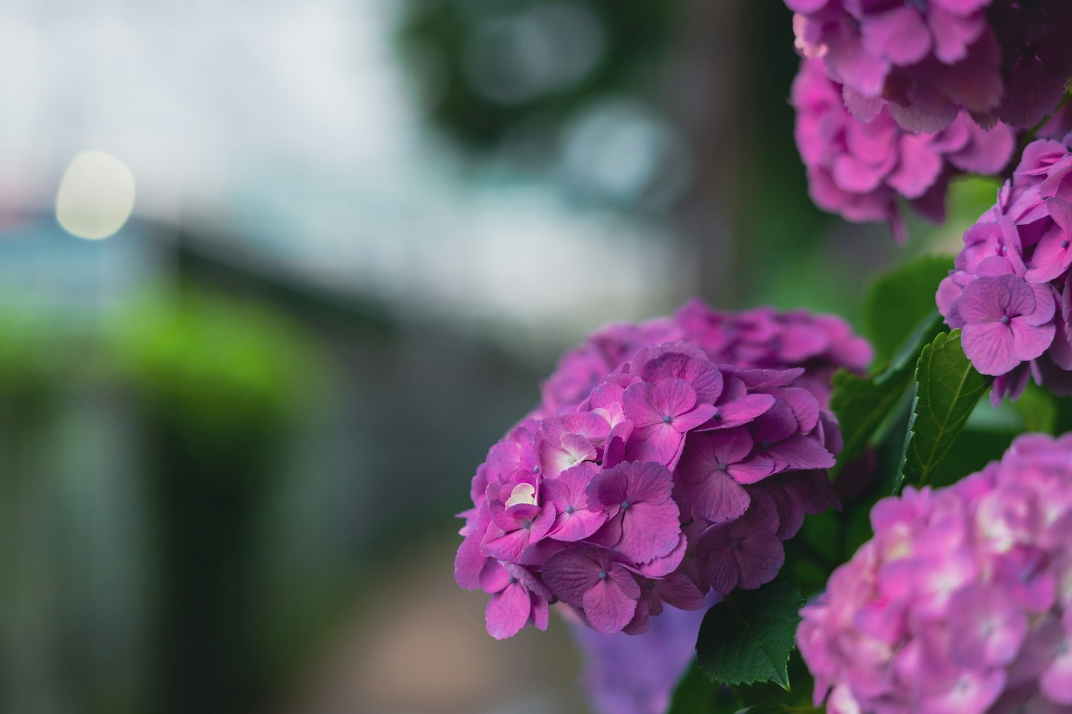 Gros plan sur des fleurs violettes avec un flou de feuillage vert en arrière-plan