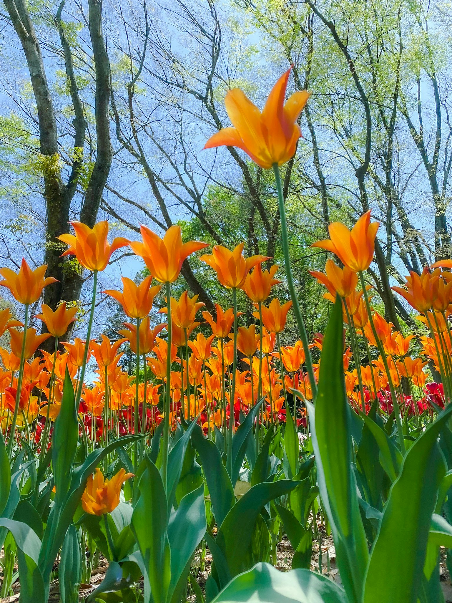 京都府立植物園のチューリップが咲く春の花の風景