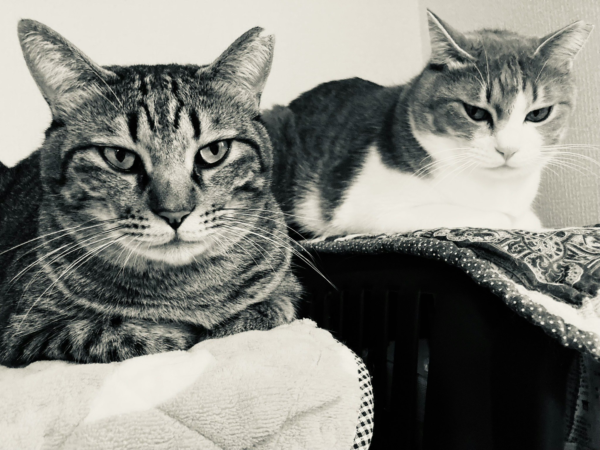 真剣な表情の猫兄弟が並んで座る