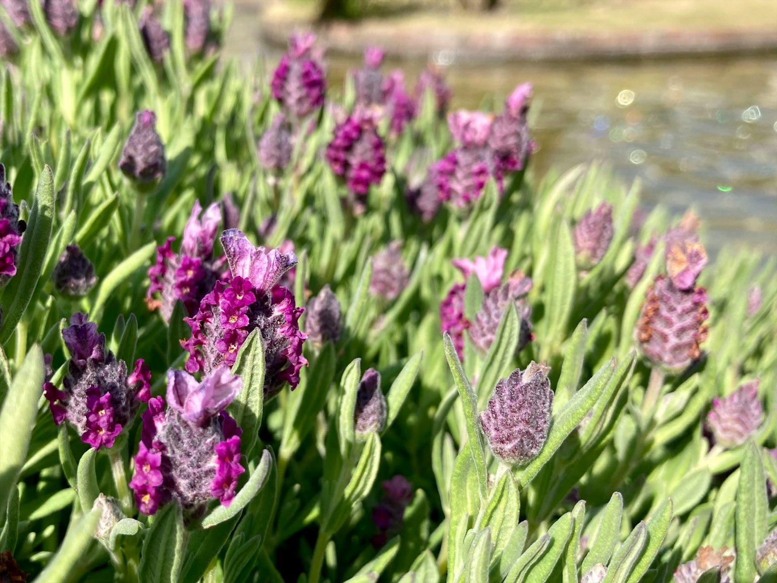 Acercamiento de flores moradas con hojas verdes