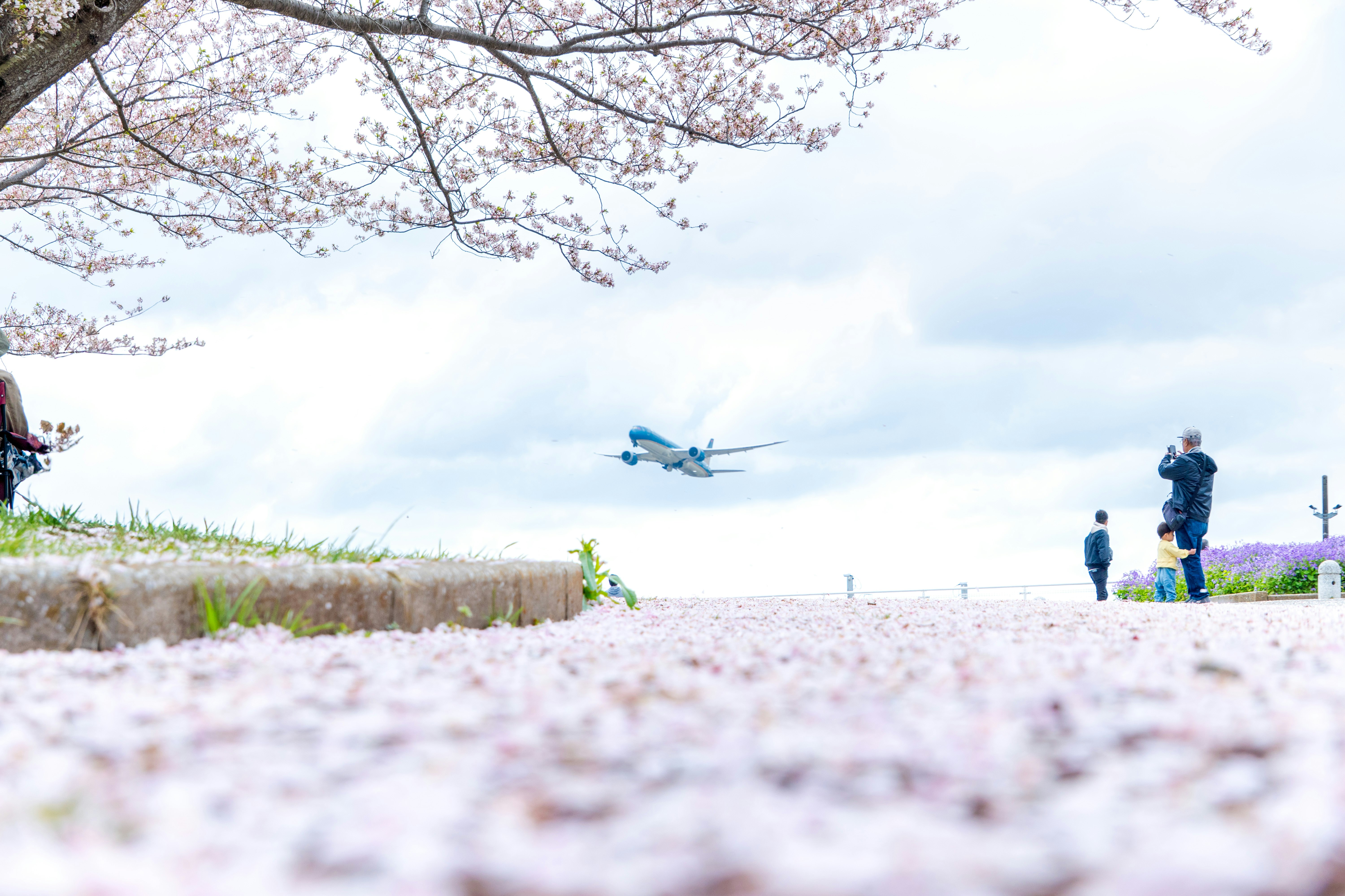 桜の花びらの前で飛行機を見上げる人々のある空港の滑走路
