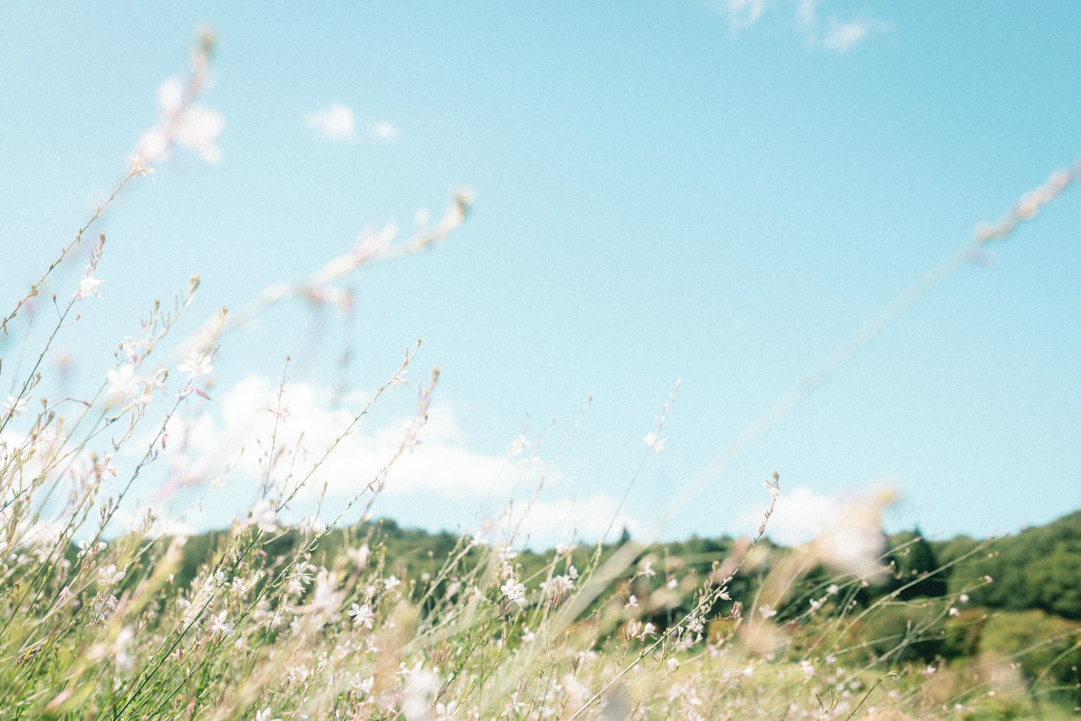 Feld aus Gras, das im Wind unter einem blauen Himmel weht