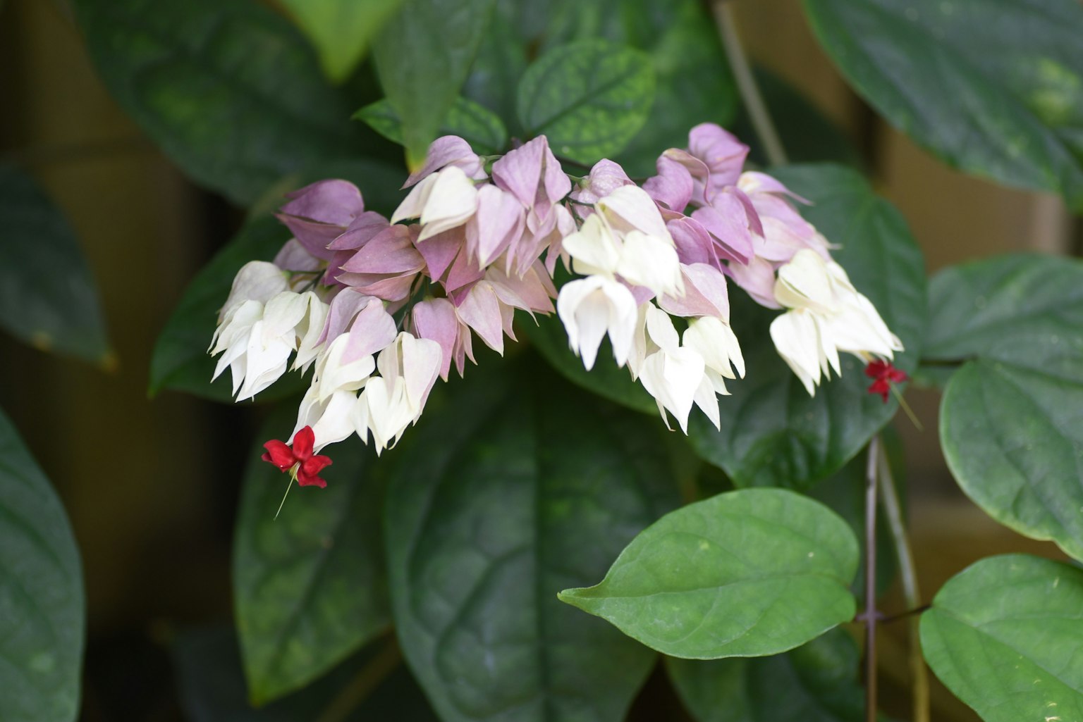 Nahaufnahme einer Pflanze mit Gruppen von rosa und weißen Blüten vor grünen Blättern
