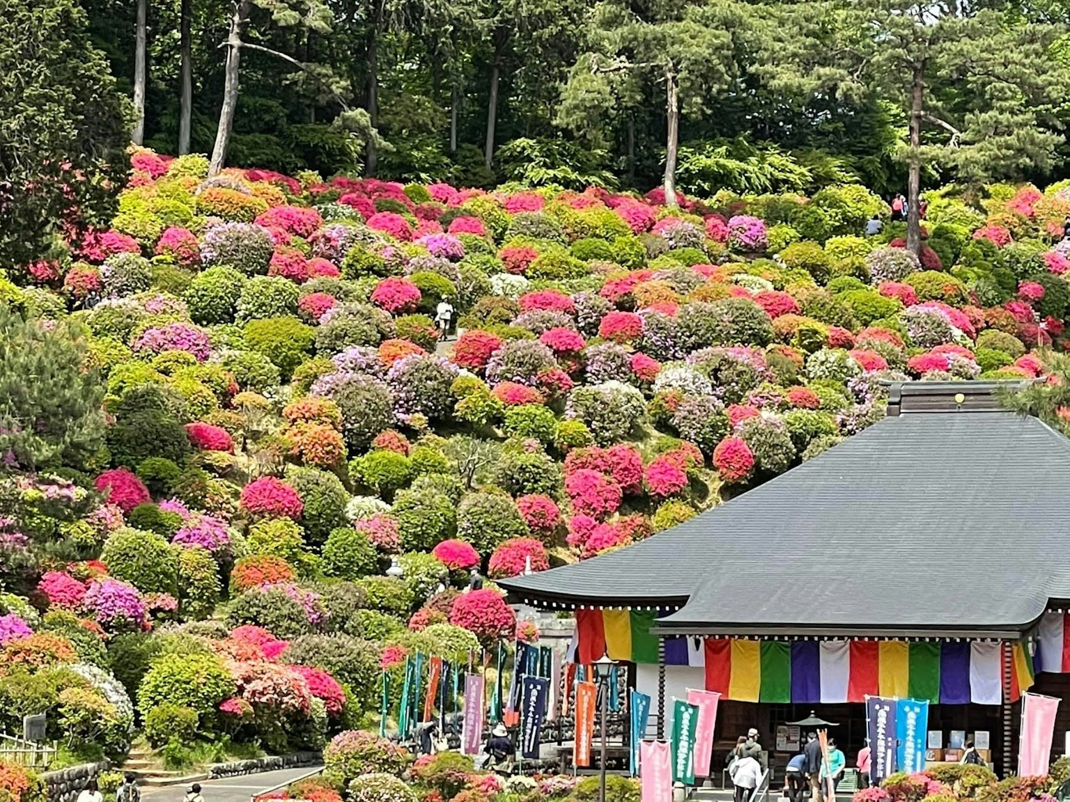 Taman hidup penuh bunga berwarna-warni dan bangunan tradisional